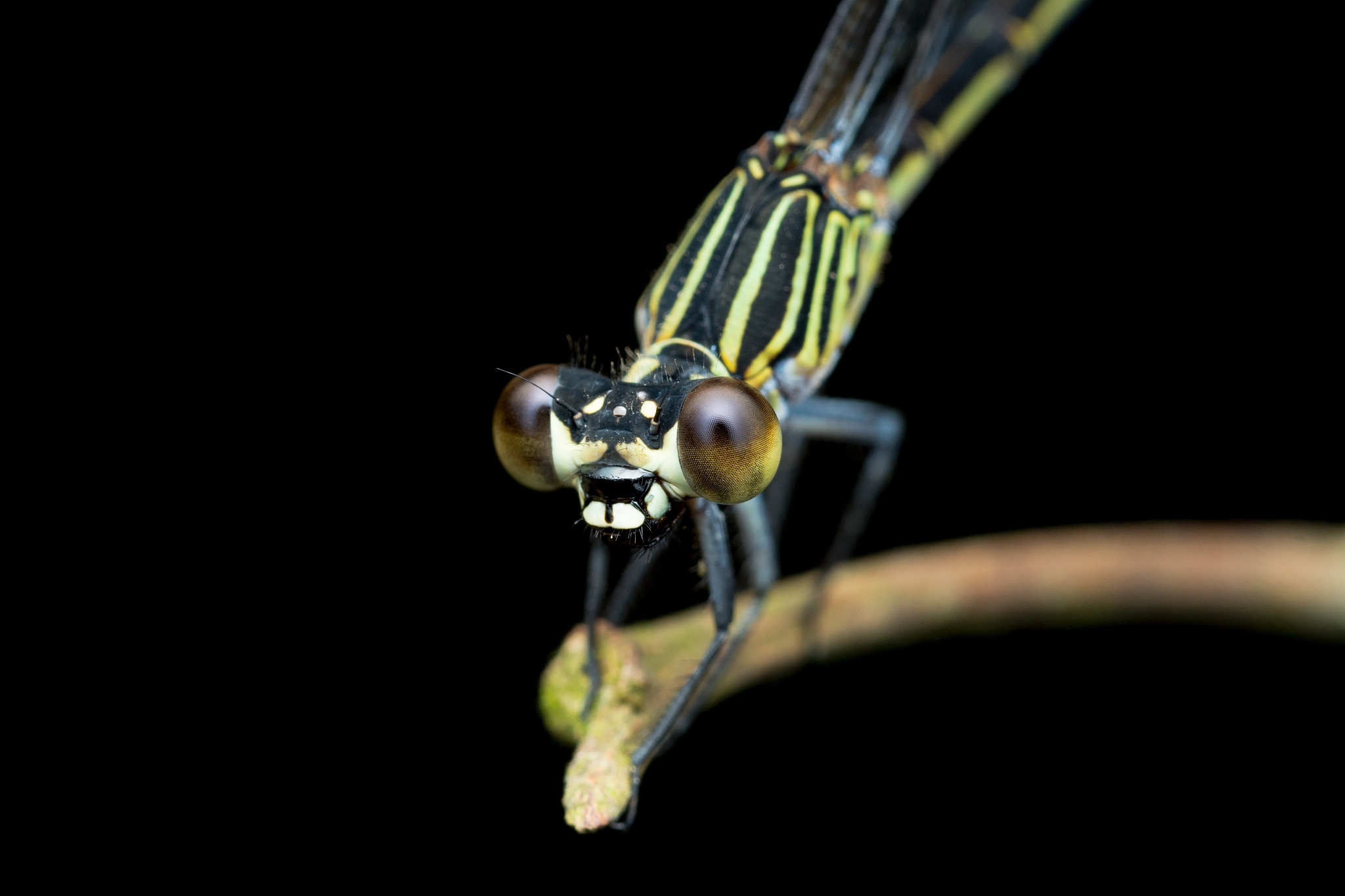 dragonfly sitting on a branch