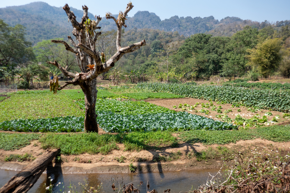 100亩梨树园 30亩鱼塘 养鸭大鹏 家庭农场 羊角蜜甜瓜 根据英山村特色产业 相关简介200字