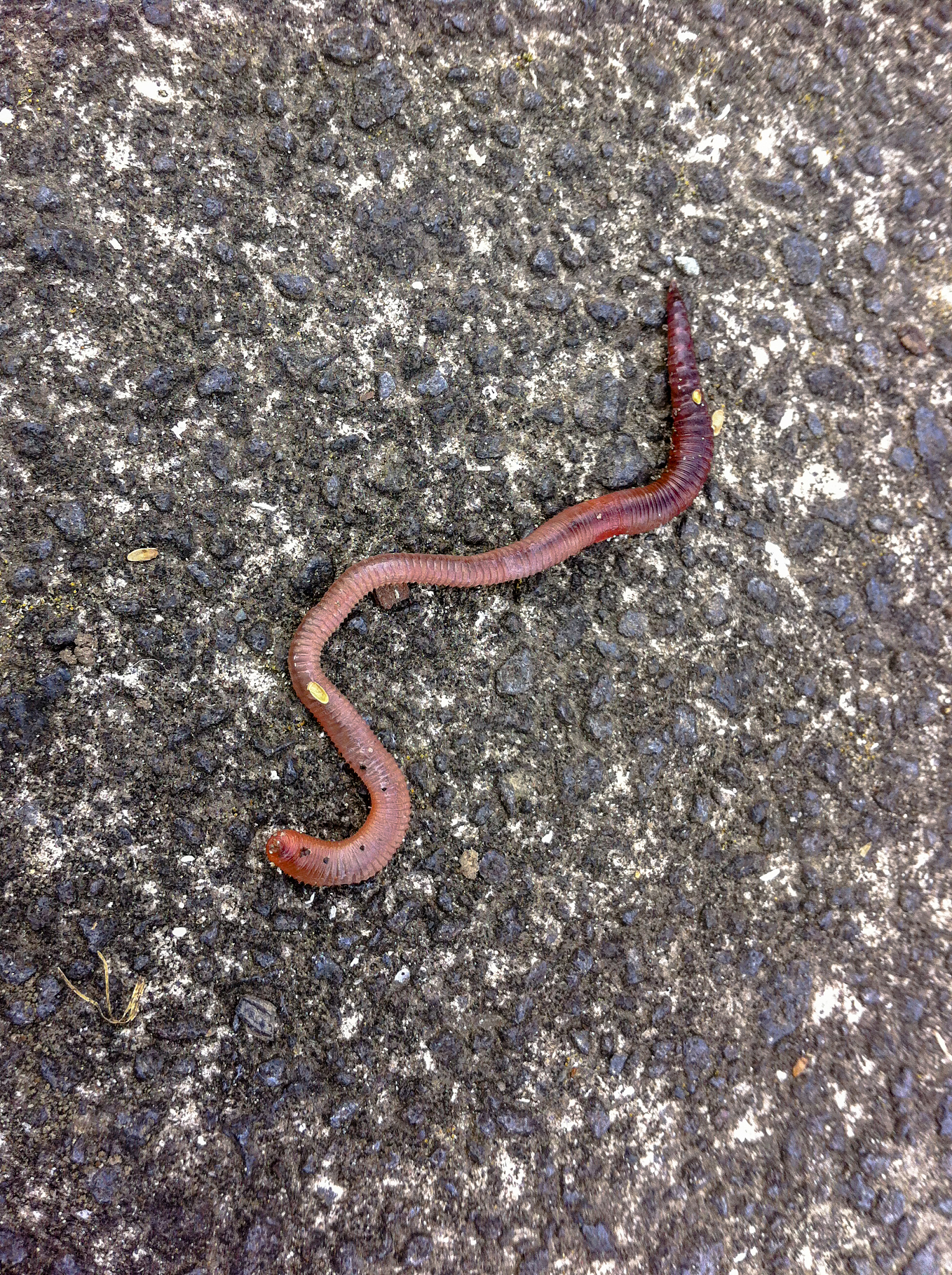 巨虫亡：一个寓意深刻的名字