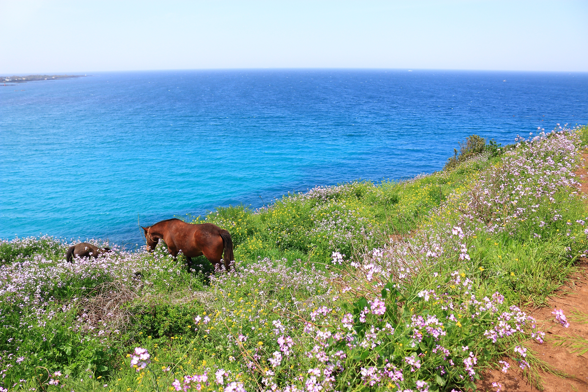 hamdeok beach, west wu bong, wildflower, flower, beach,