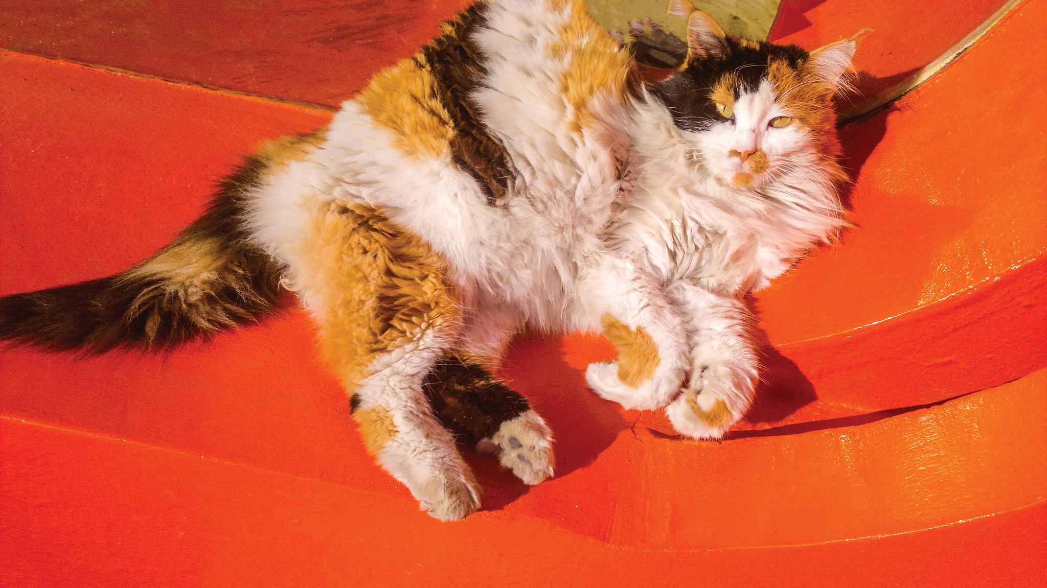 cat background unit isolate
