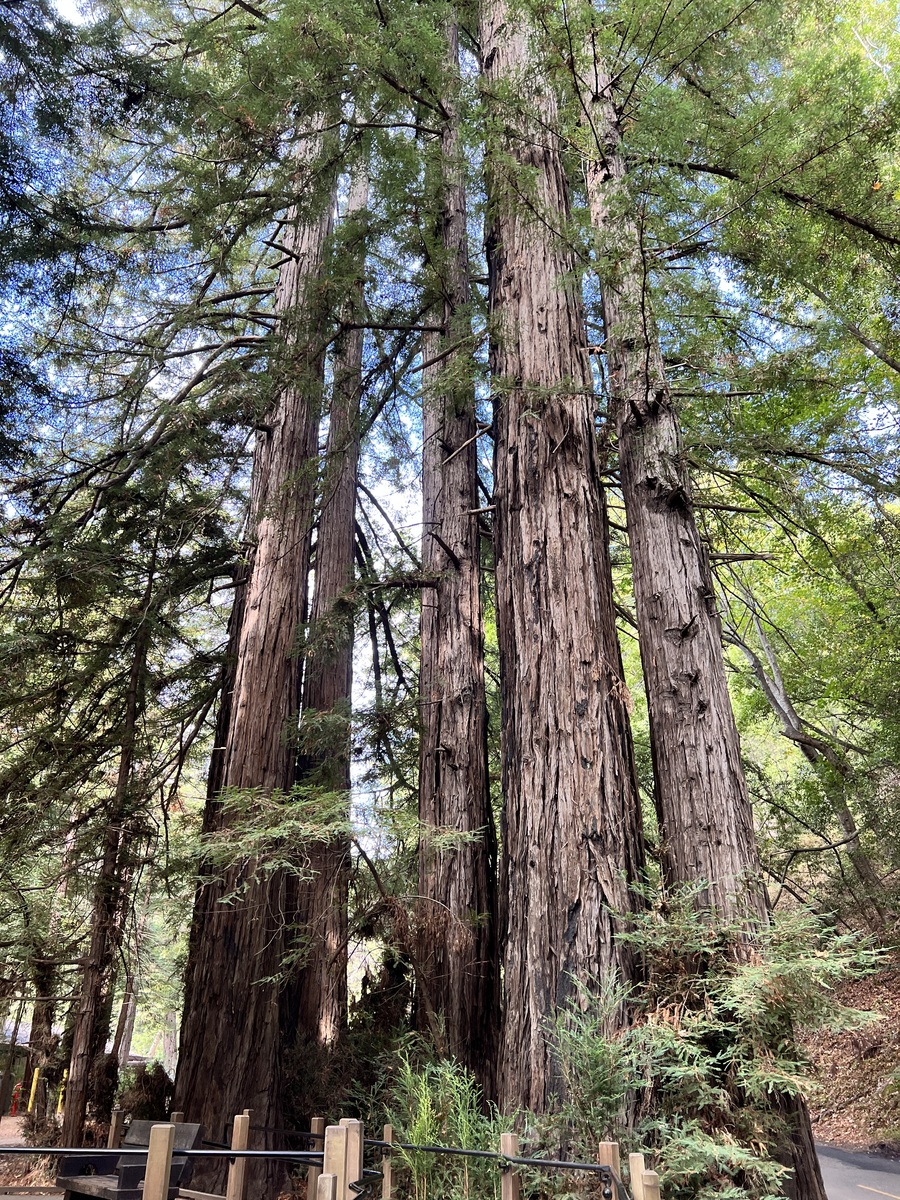 森林树木种类大全：常见树木类型及介绍