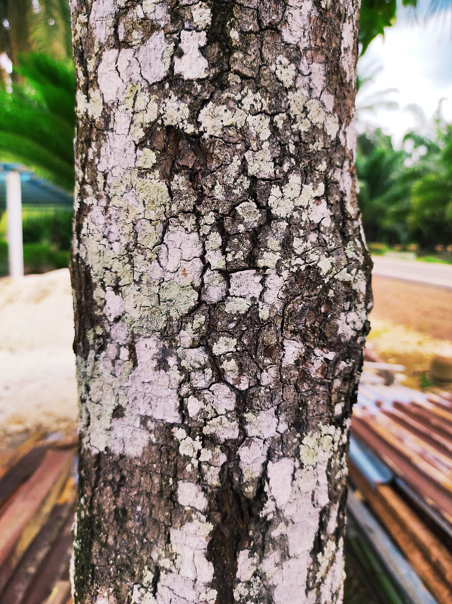 杨树木质部与干旱