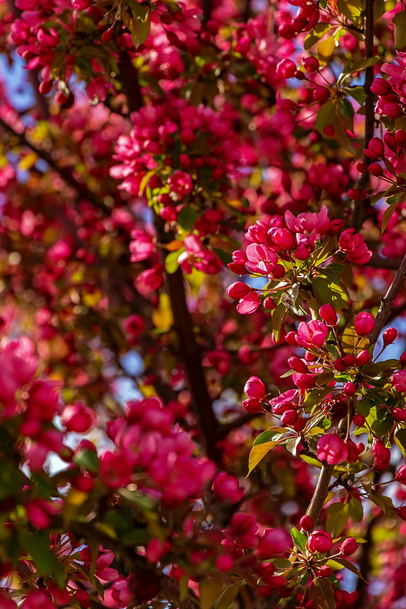 木棉花开的季节是什么时候400字