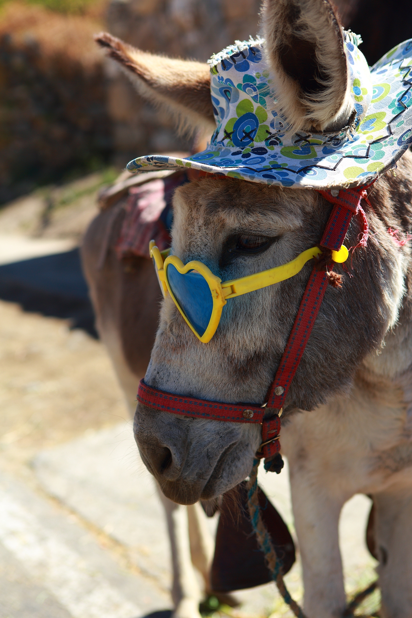 funny donkey