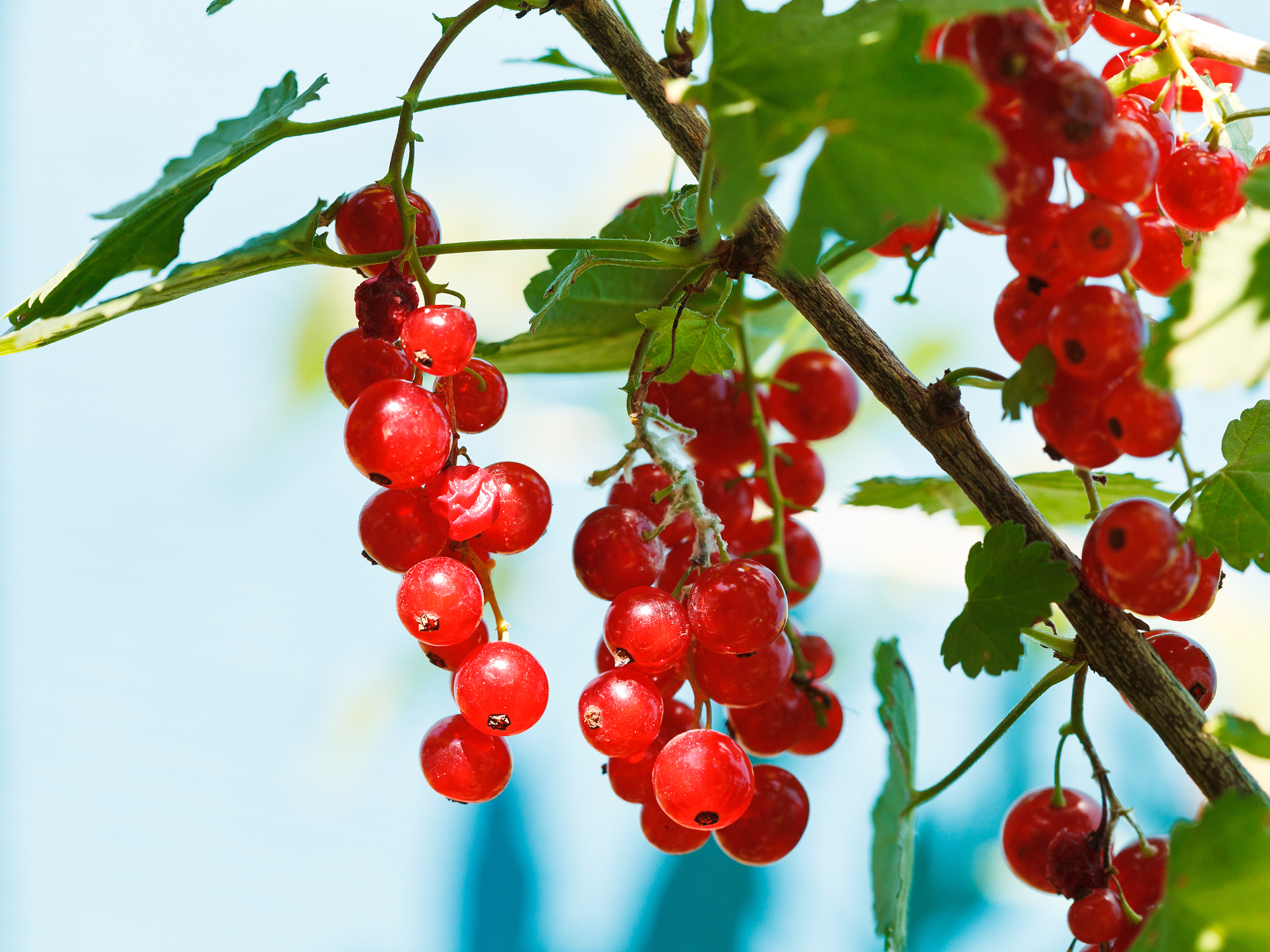 ripe red currant berries close up