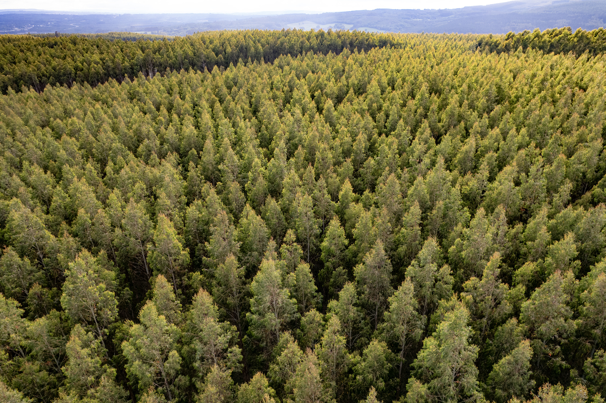 经济林培育与利用专业情况