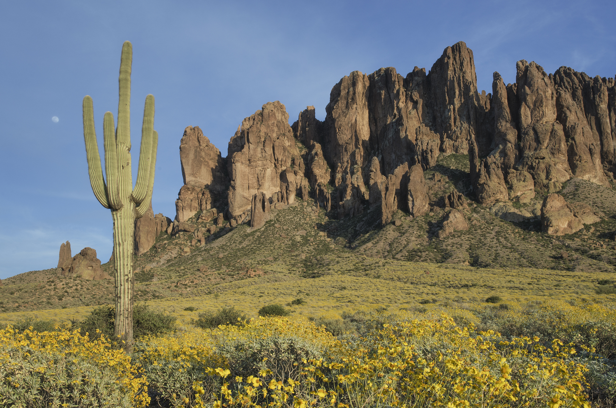 saguaro, superstition mountains az