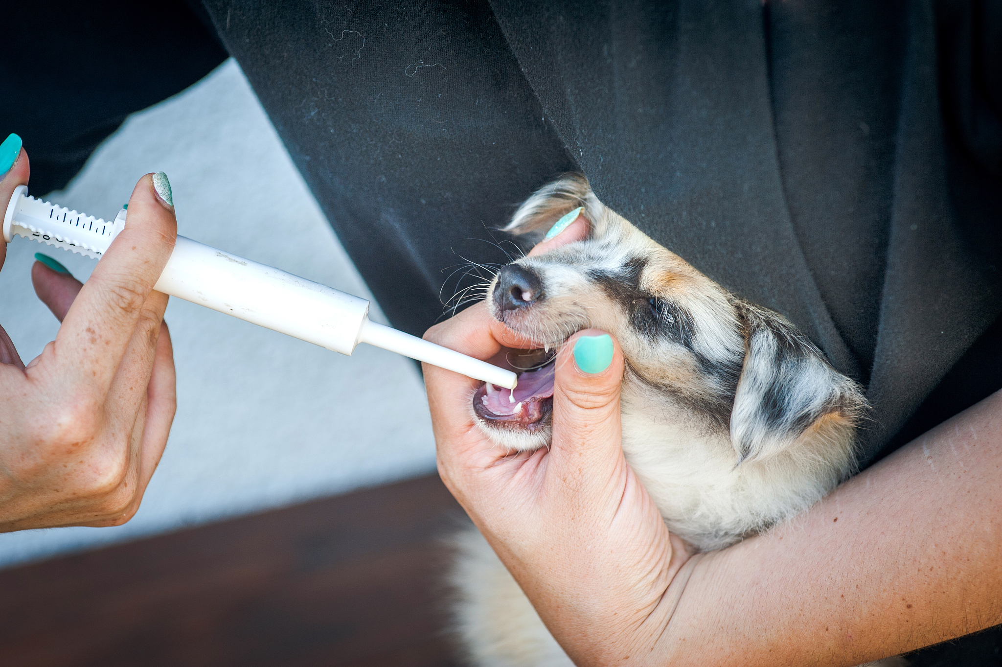 giving worming paste to a shetland sheepdog puppy