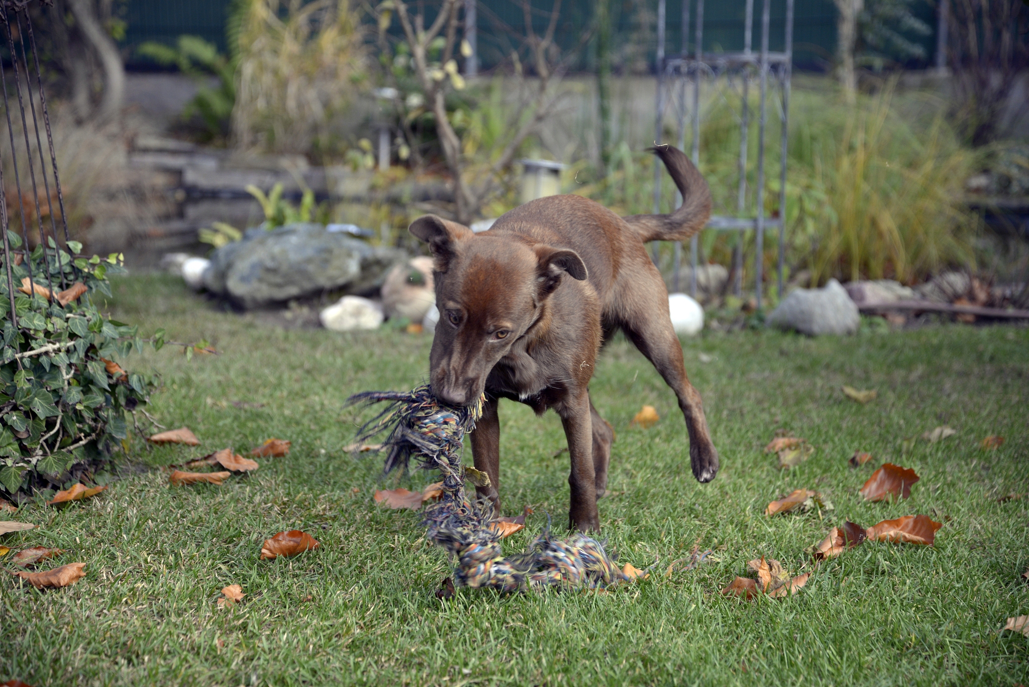 写一篇动物的繁殖过程内容主要包括下列元素：白发纯情女高中生黄毛男主一夫多妻