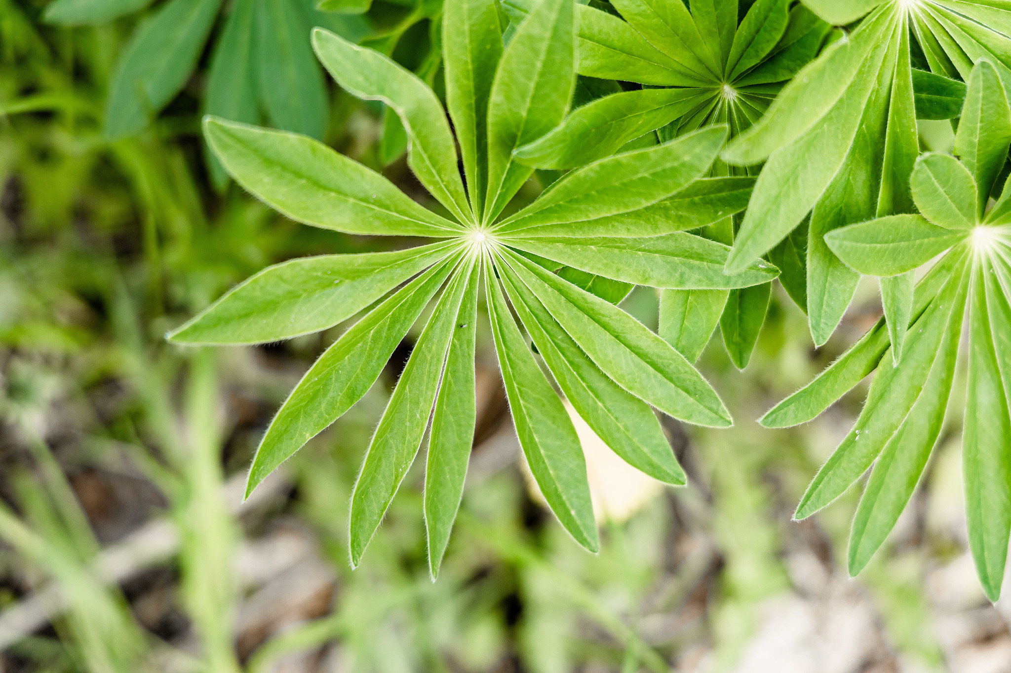 hemp leaves, marijuana in summer