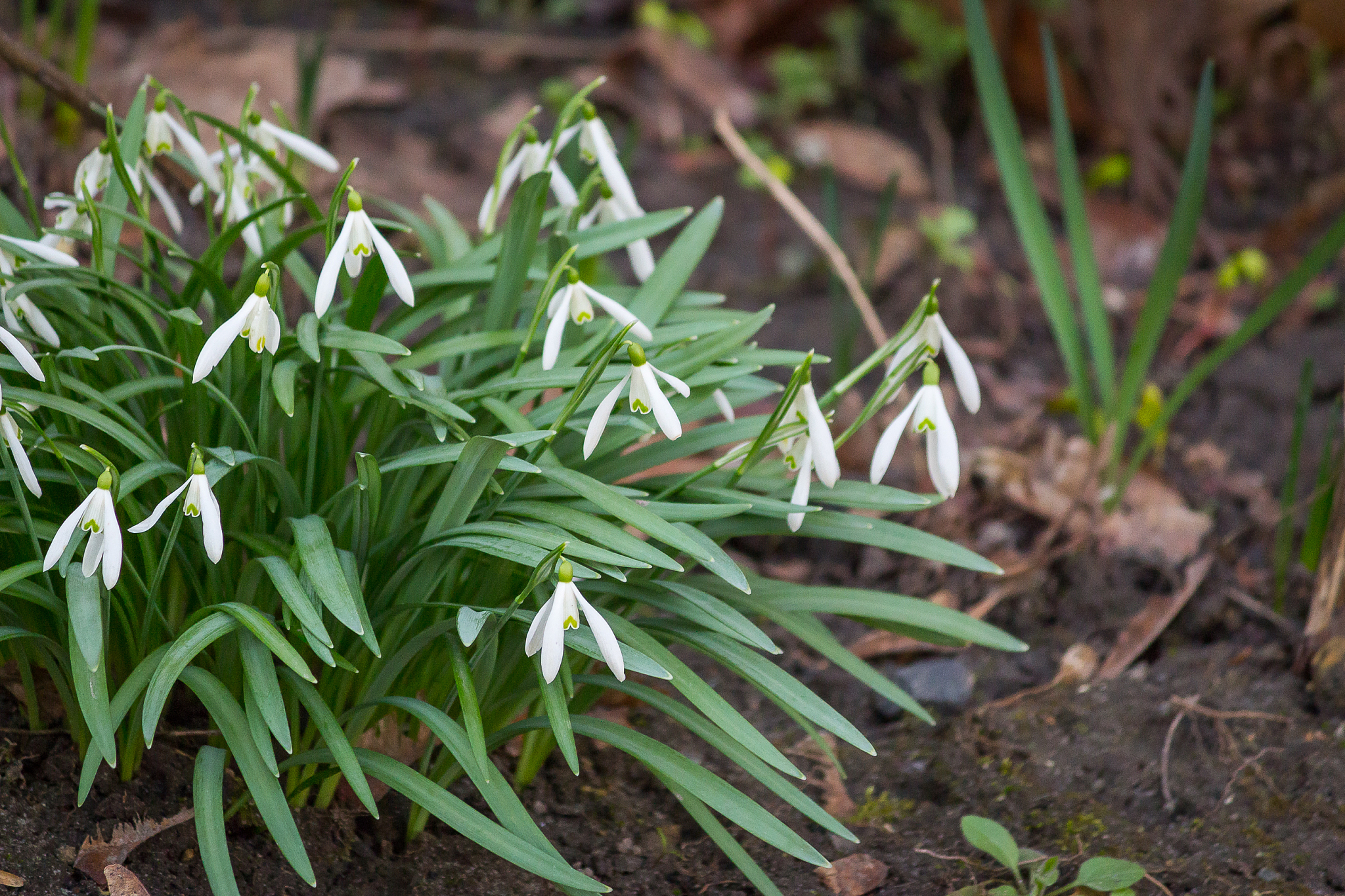 snowdrops in the wild forest tree bed indicate coming of spring.