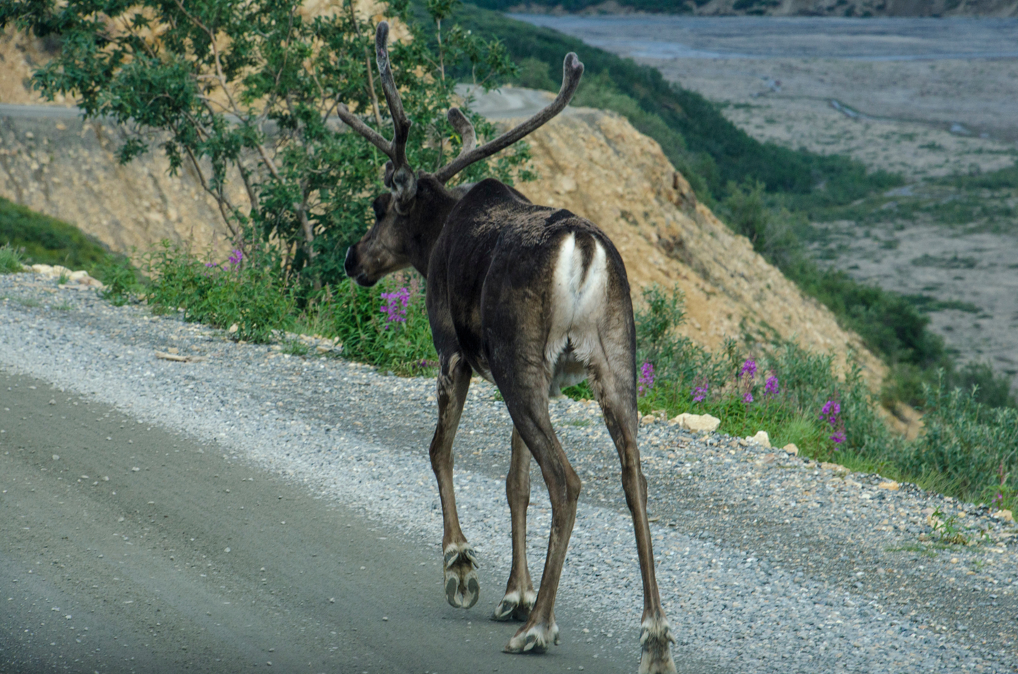 moose walking on road