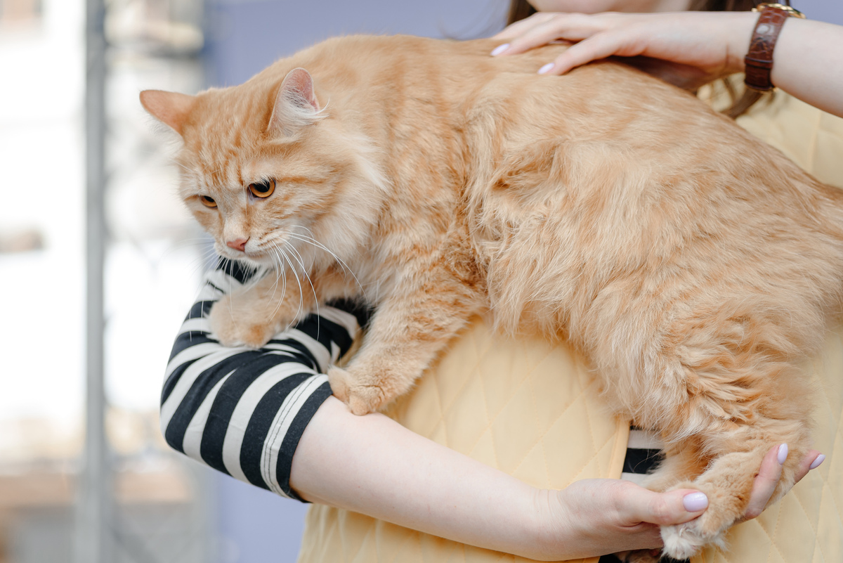 扮演一名宠物大人写篇对于不亲人的猫咪应该选择适当的时机才能吸猫成功自媒体爆文字数不少于800字需要有互动语句并重新起个爆文标题