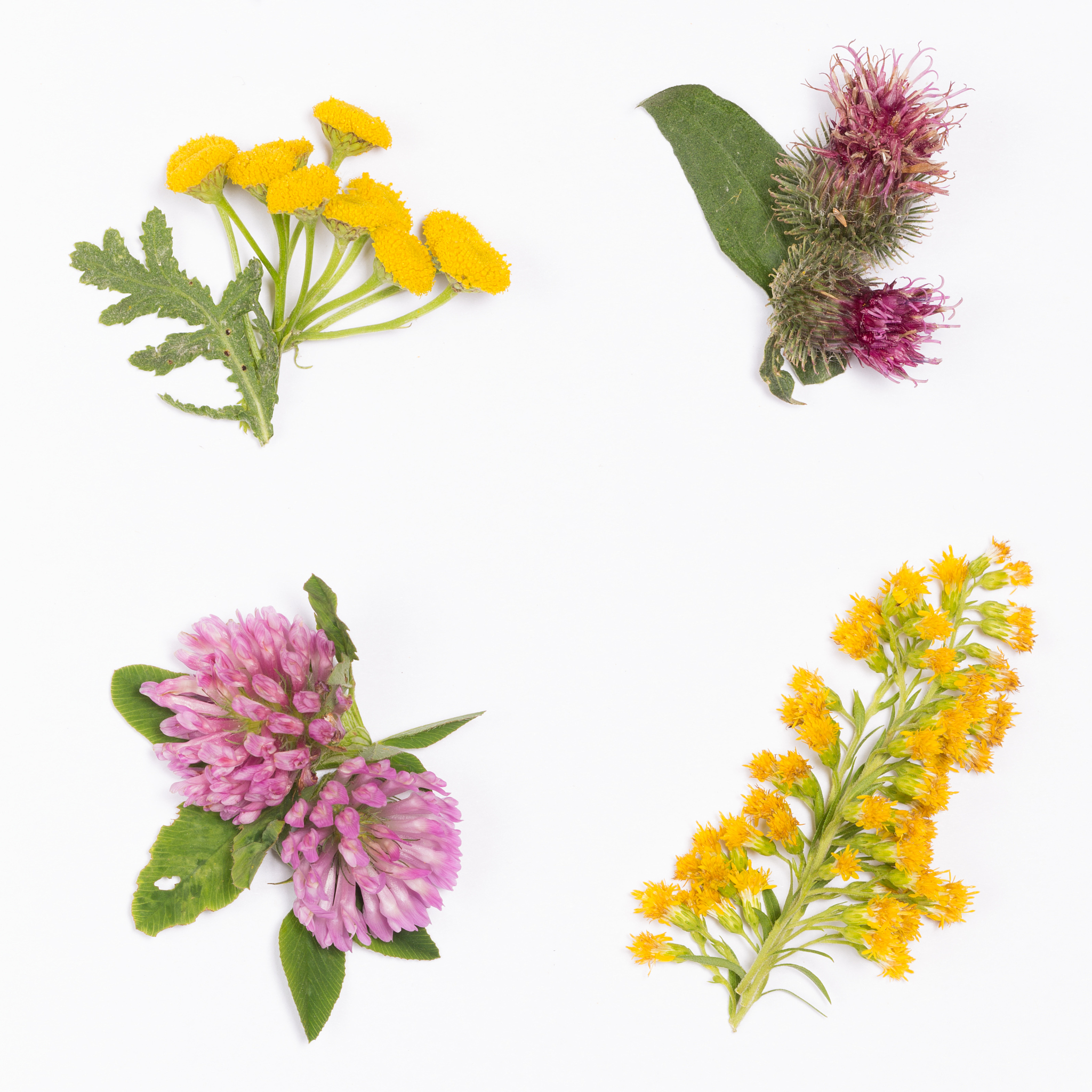 clover, burdock, goldenrod, chamomile
