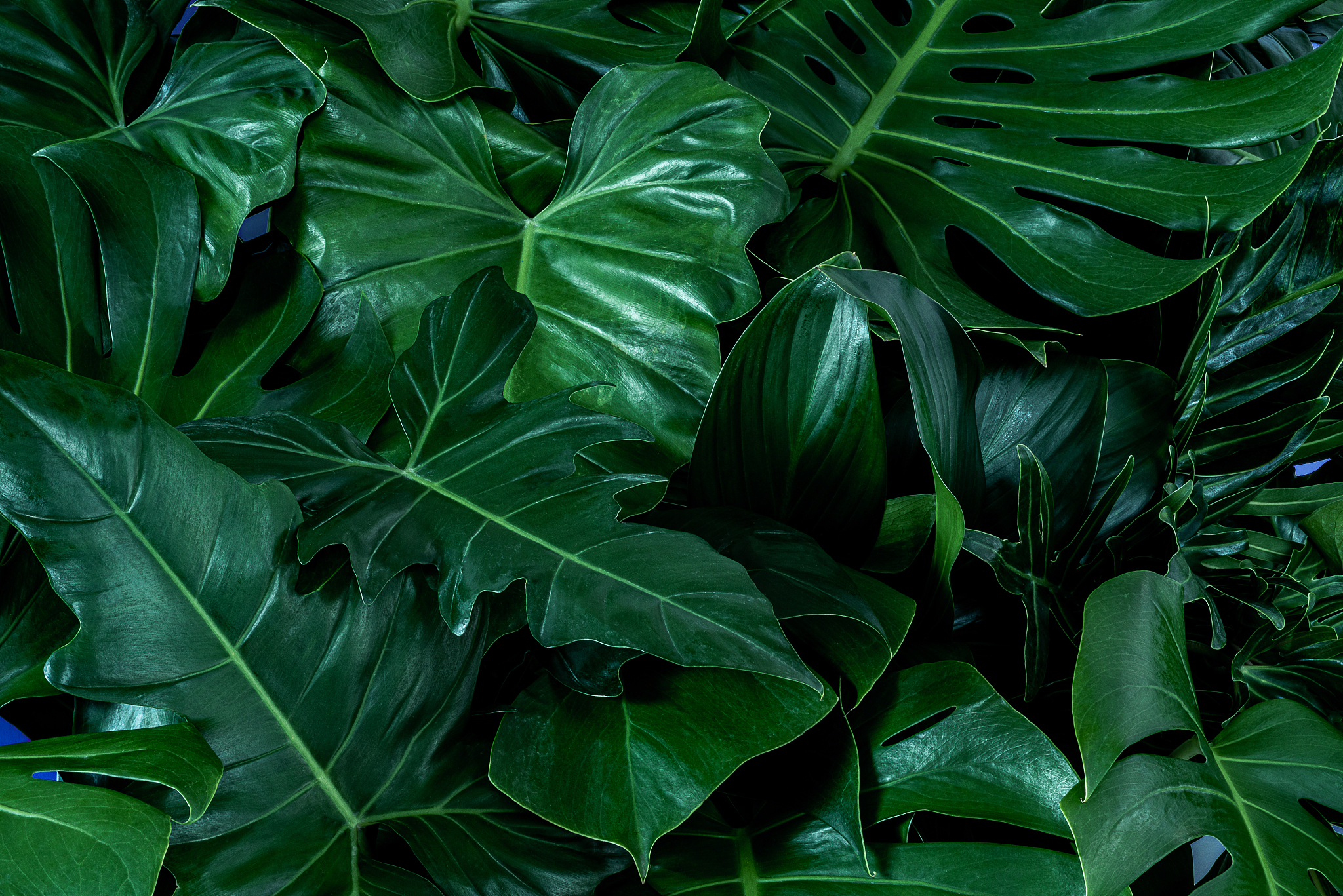 green leaves for background and wallpaper