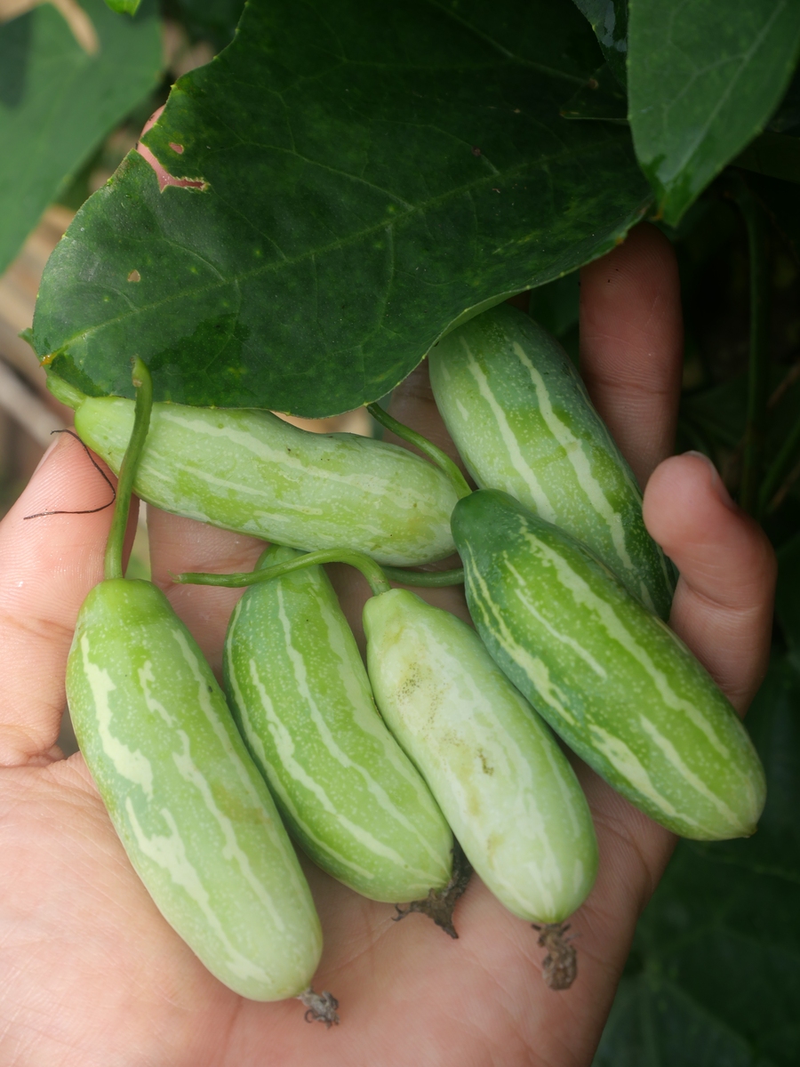 角瓜的功效与作用及禁忌：营养美味，食用需谨慎