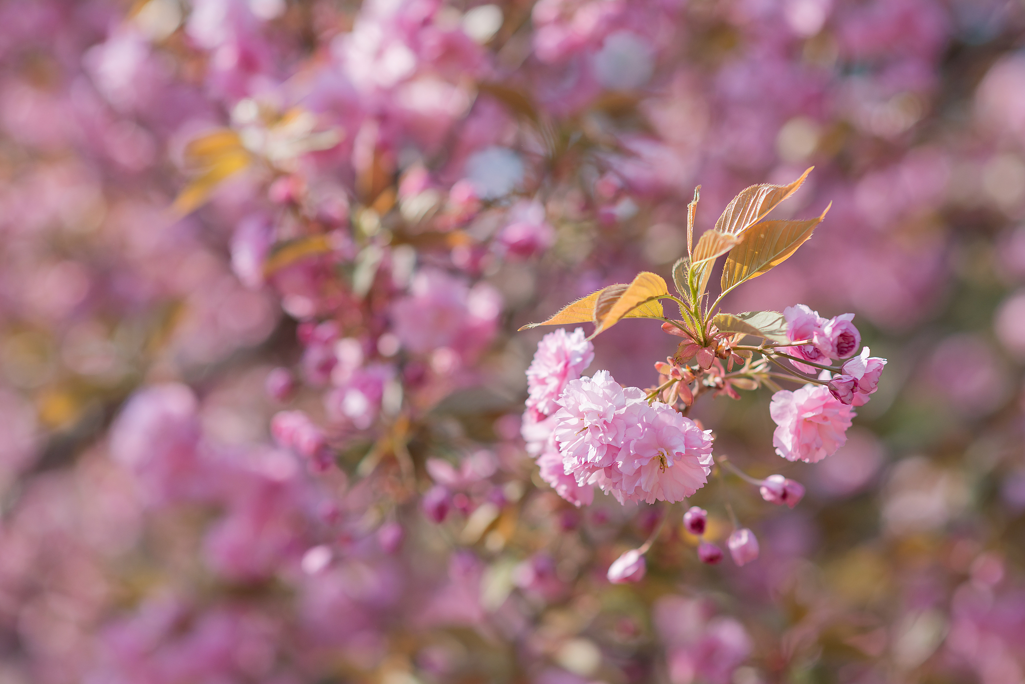 帮我根据这首诗：樱桃花谢已清明落花飞絮蝶双戏也有愁思也有期许。来在作一首