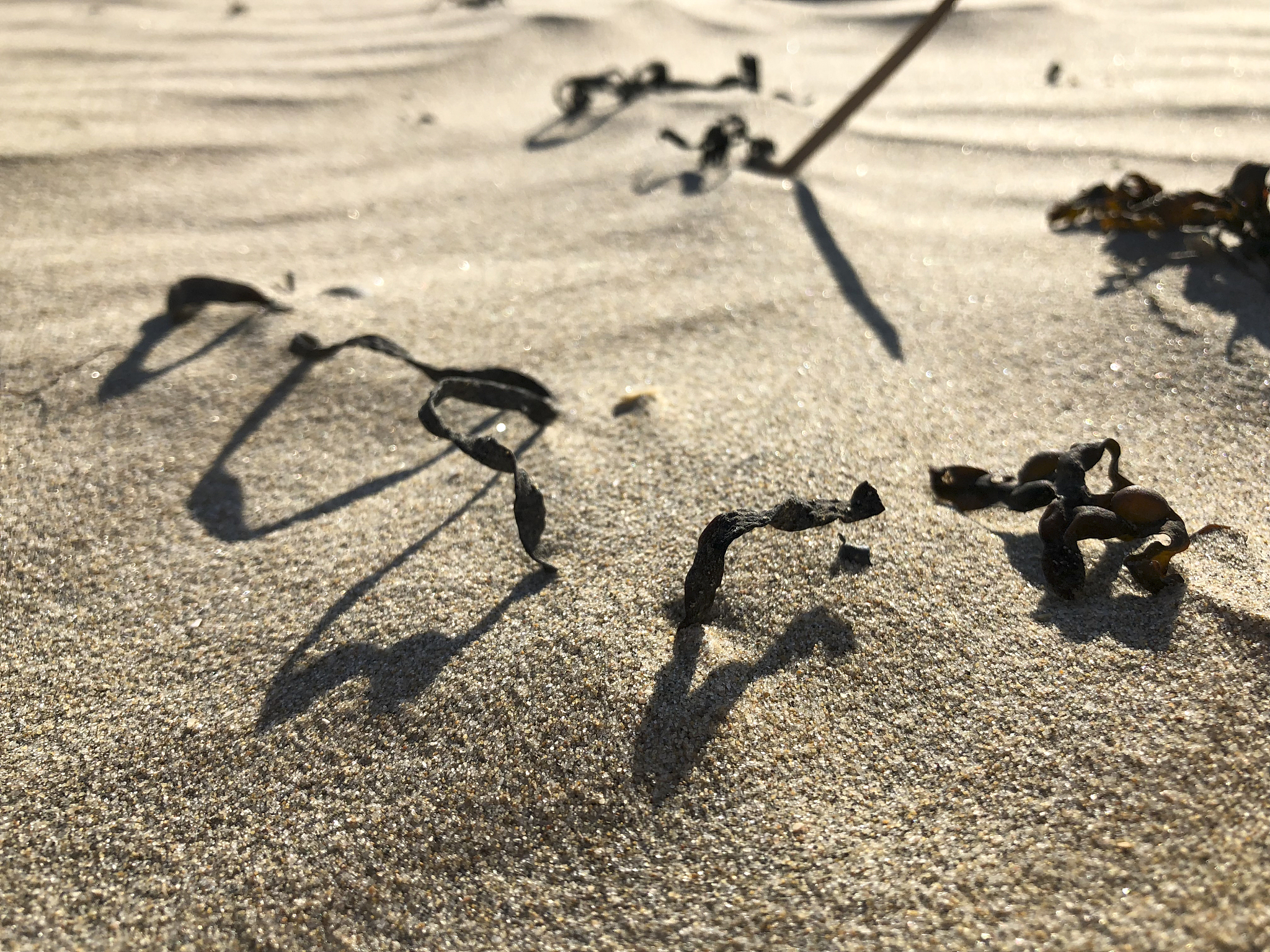 dried seaweed on beach sand