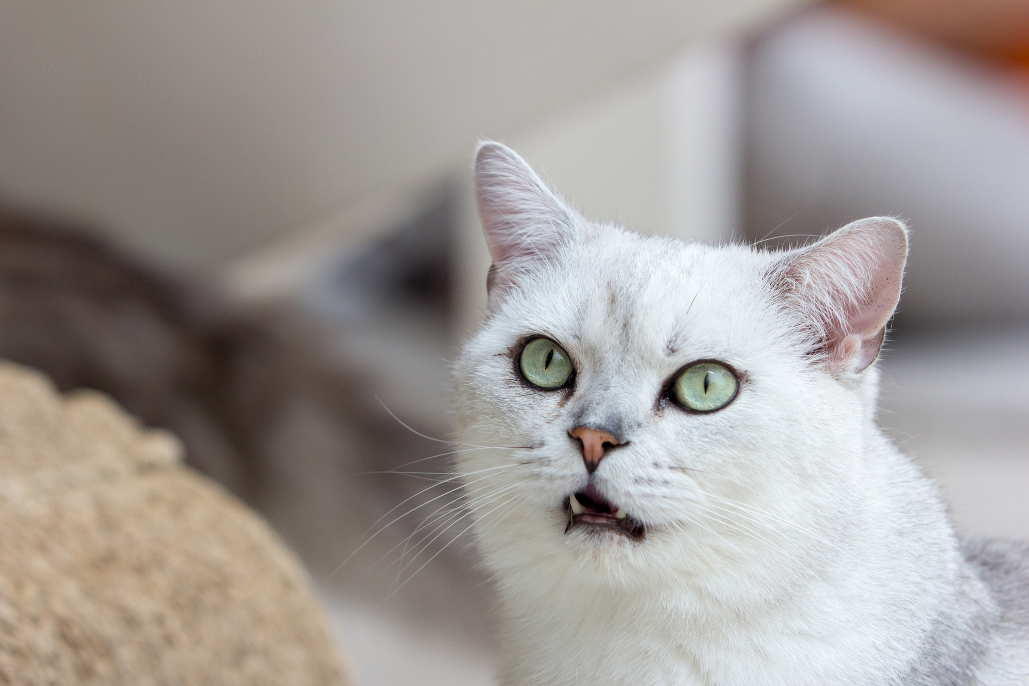 close up of cat kitten