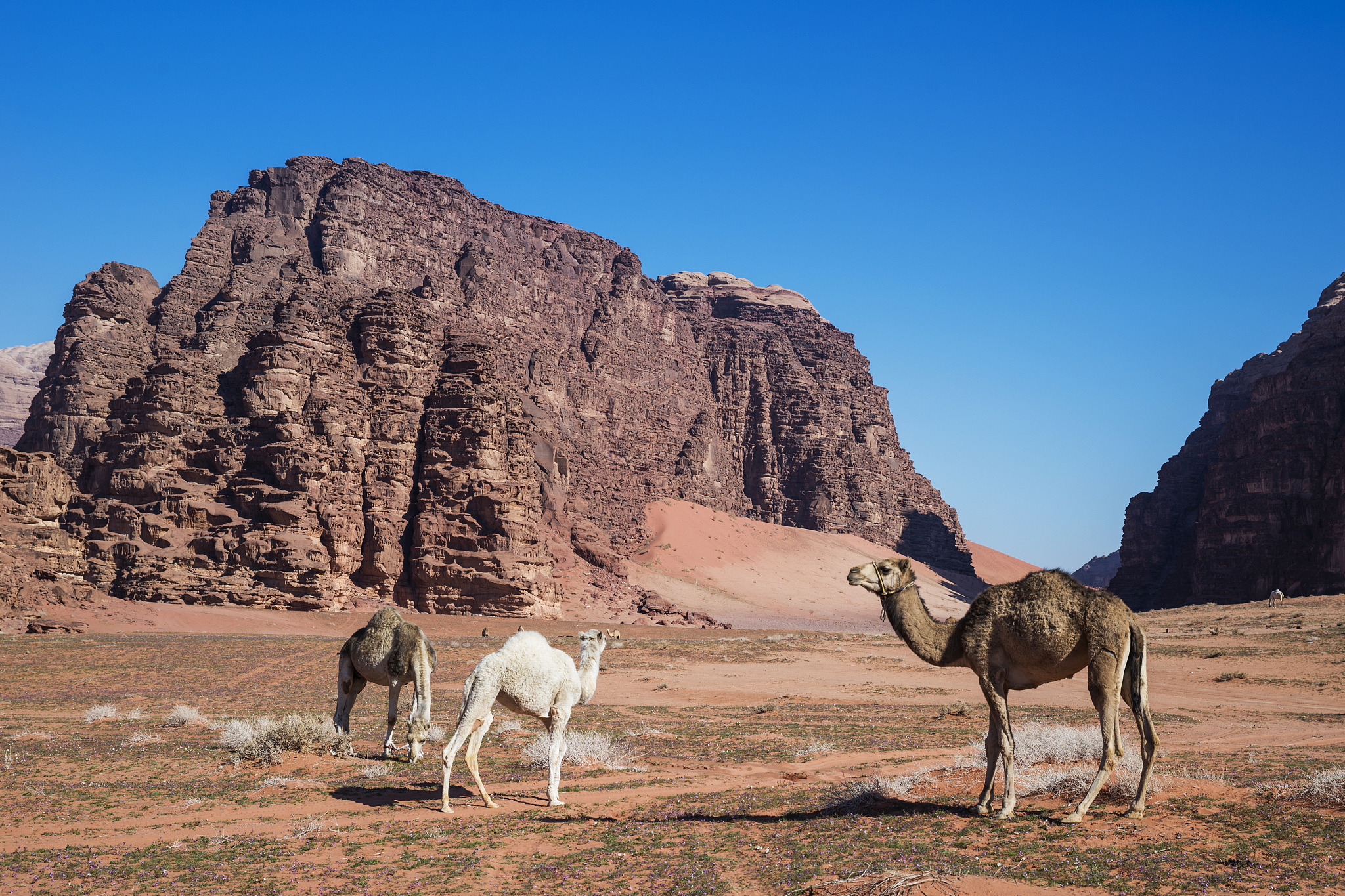 herd of camels grazing in the desert, wadi rum, jordan