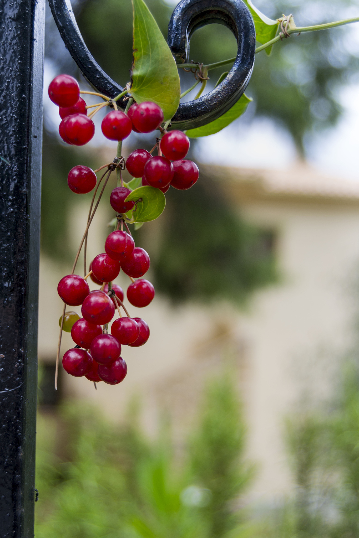 berry