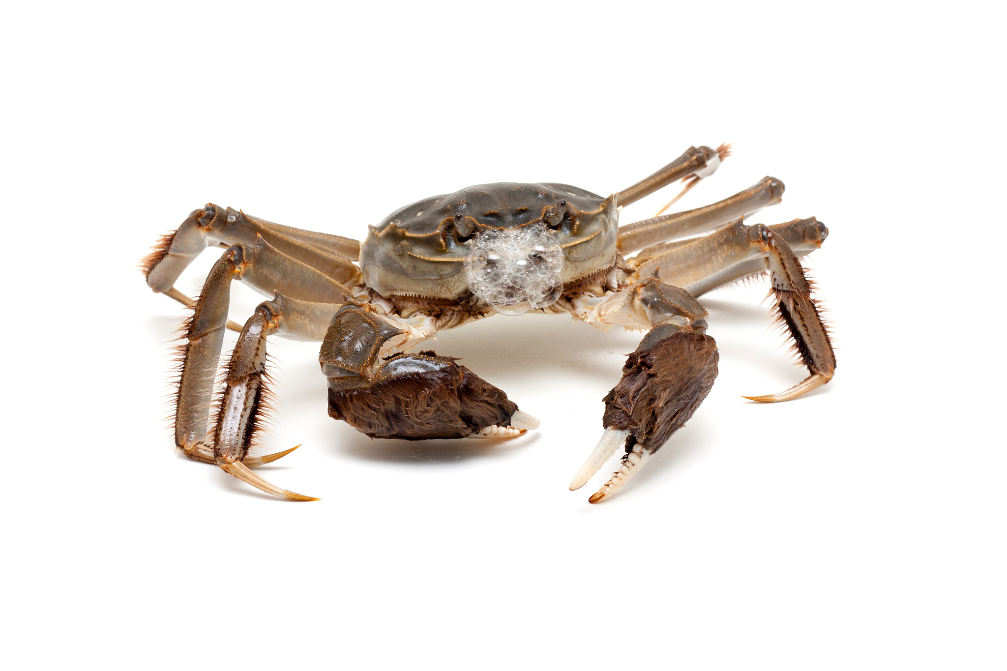 帝王蟹全方位指南：从特征到保护，探索美味背后的故事