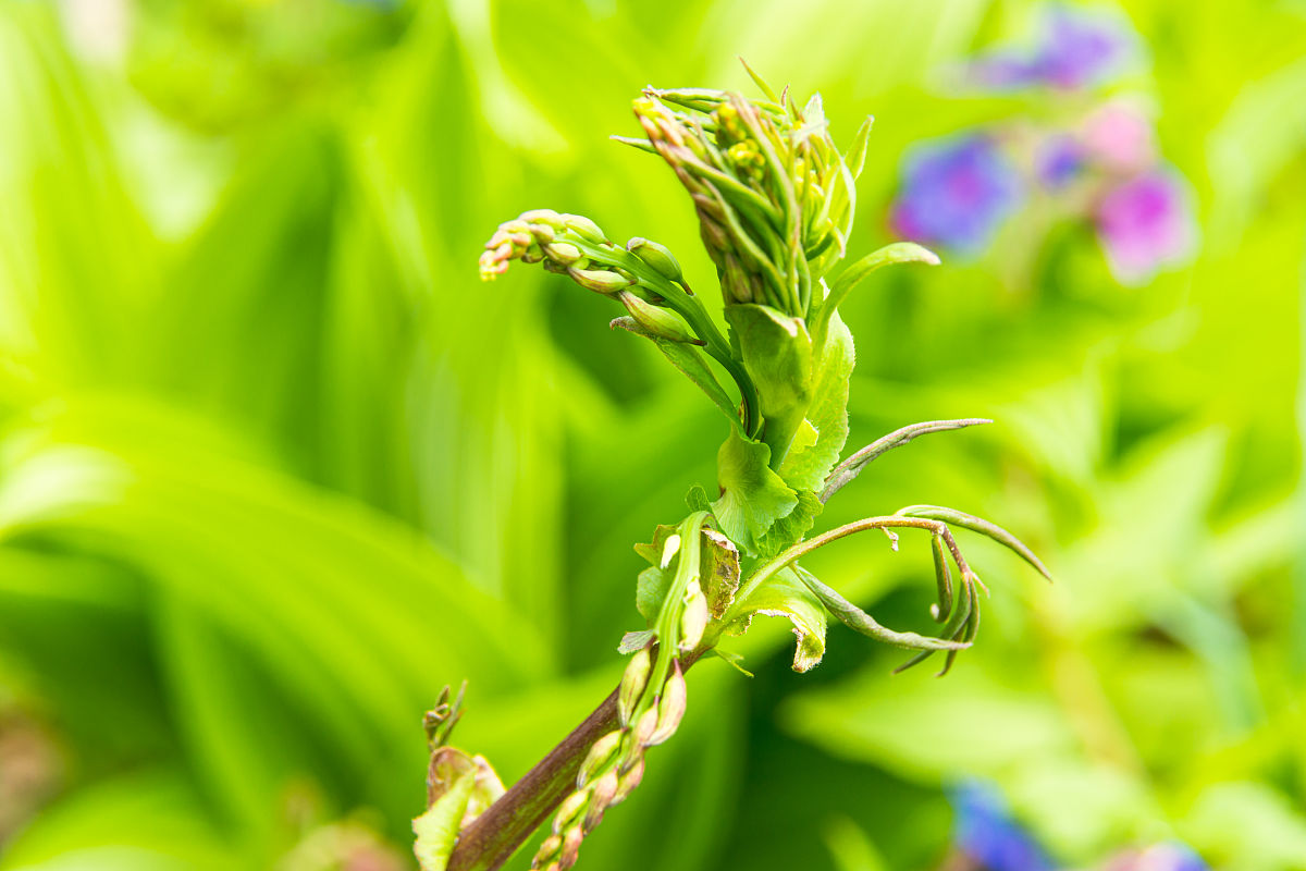 小青杏果肉：子房发育而来