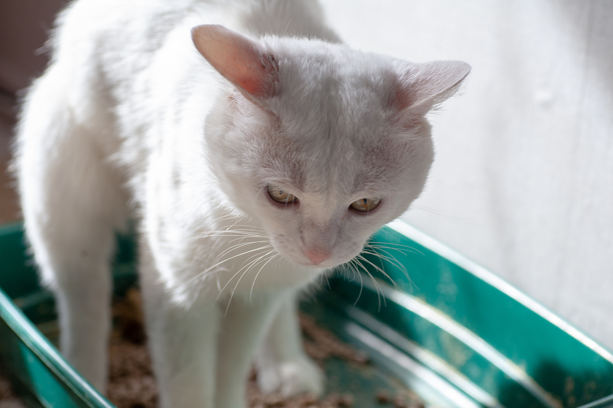 cat overweight constipated sick trying to go to the bathroom