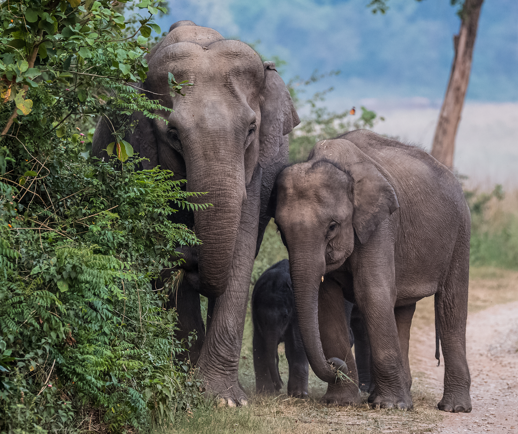 big elephant with calf st jim corbett national park