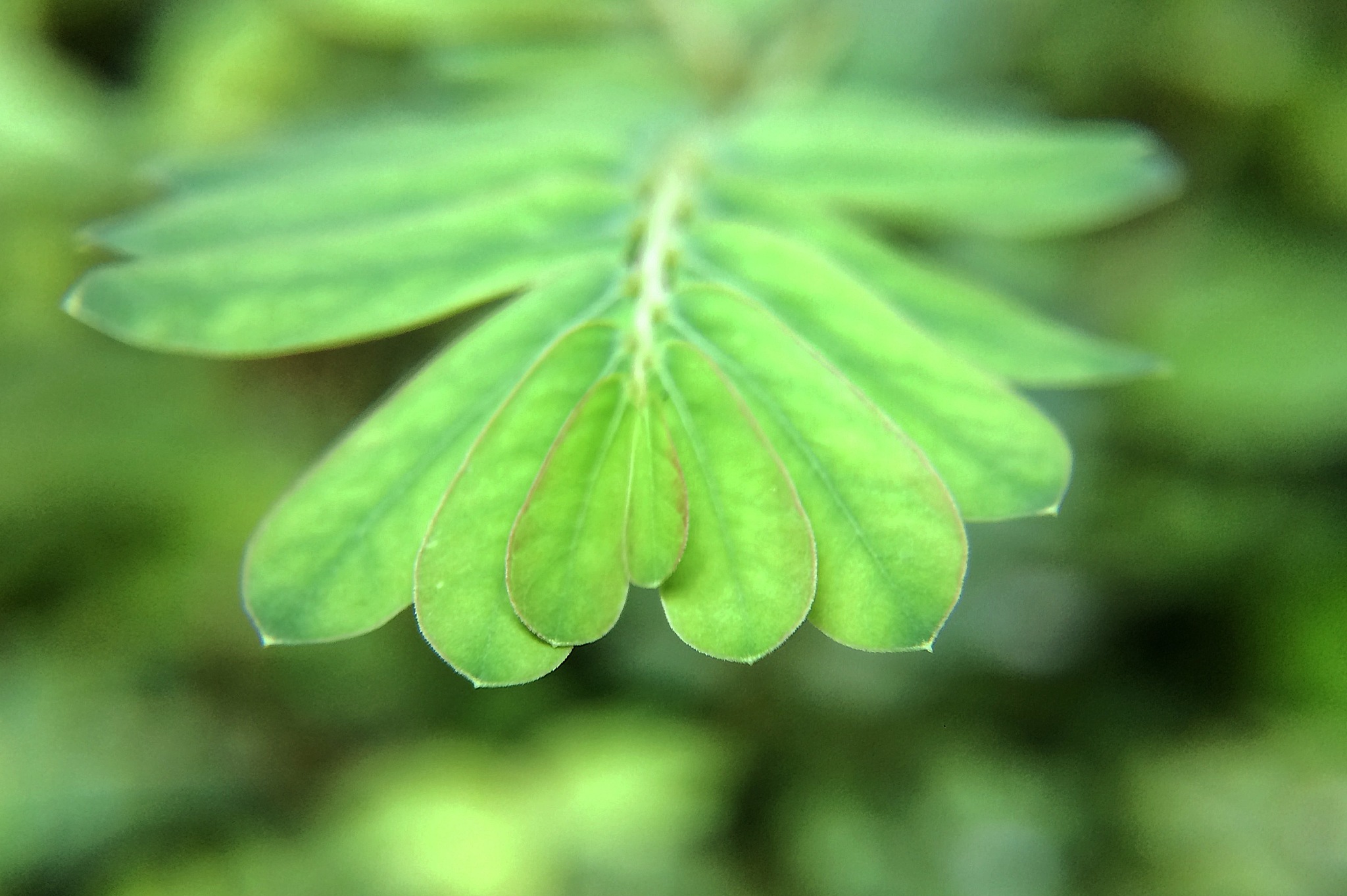 close-up of green leaves