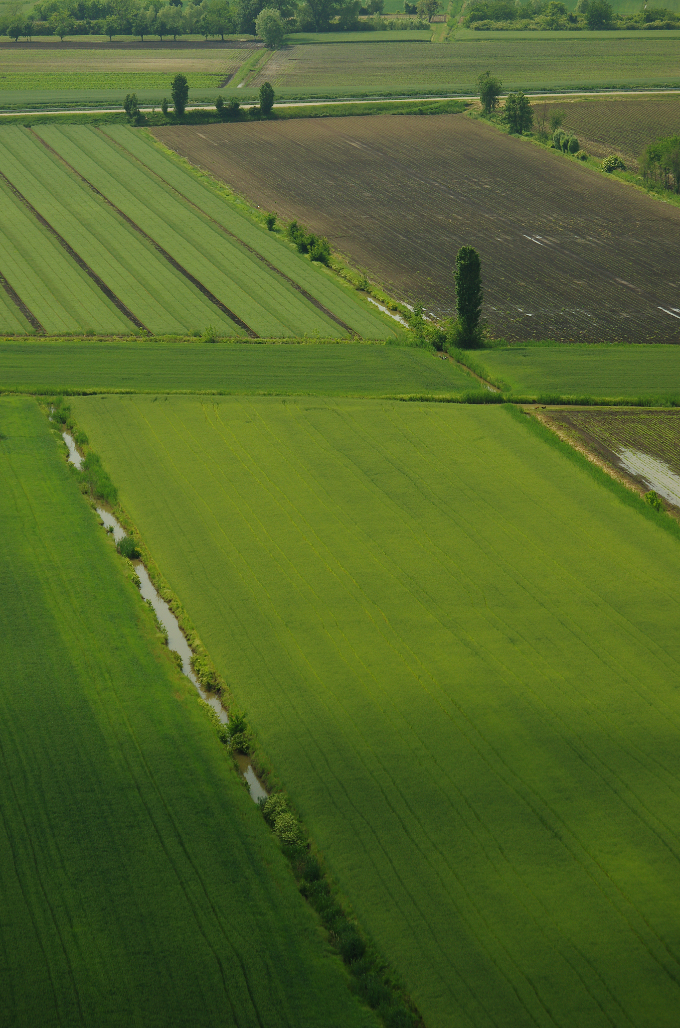 geometric fields