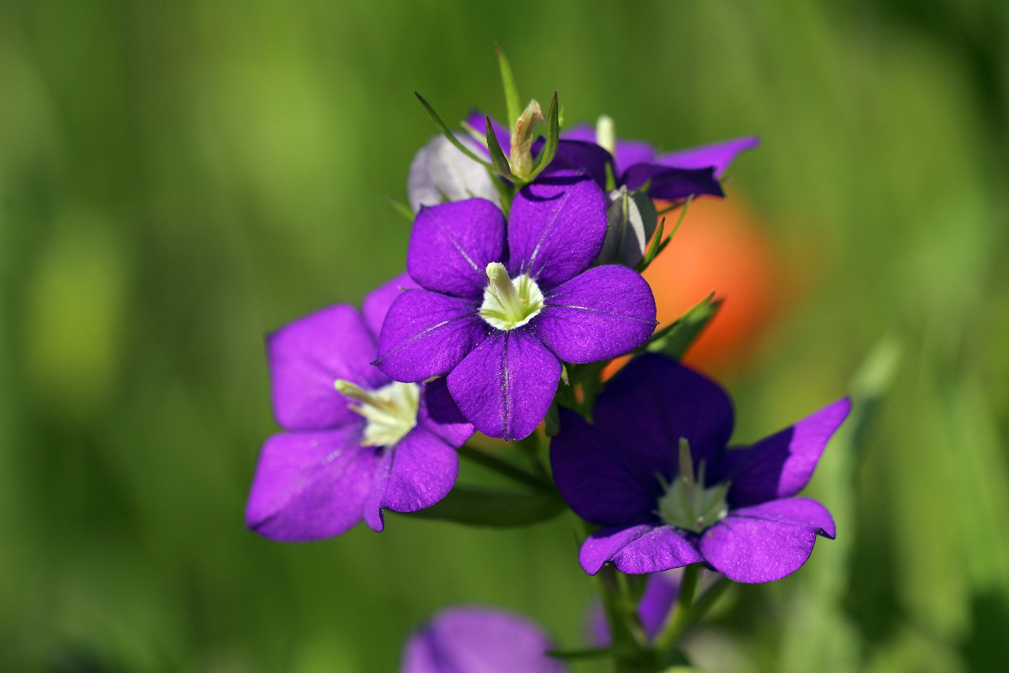 9风水中：生气、延年、祸害、五鬼、绝命、天医、伏位、六煞位置中五鬼位要长期住人应该怎么做？