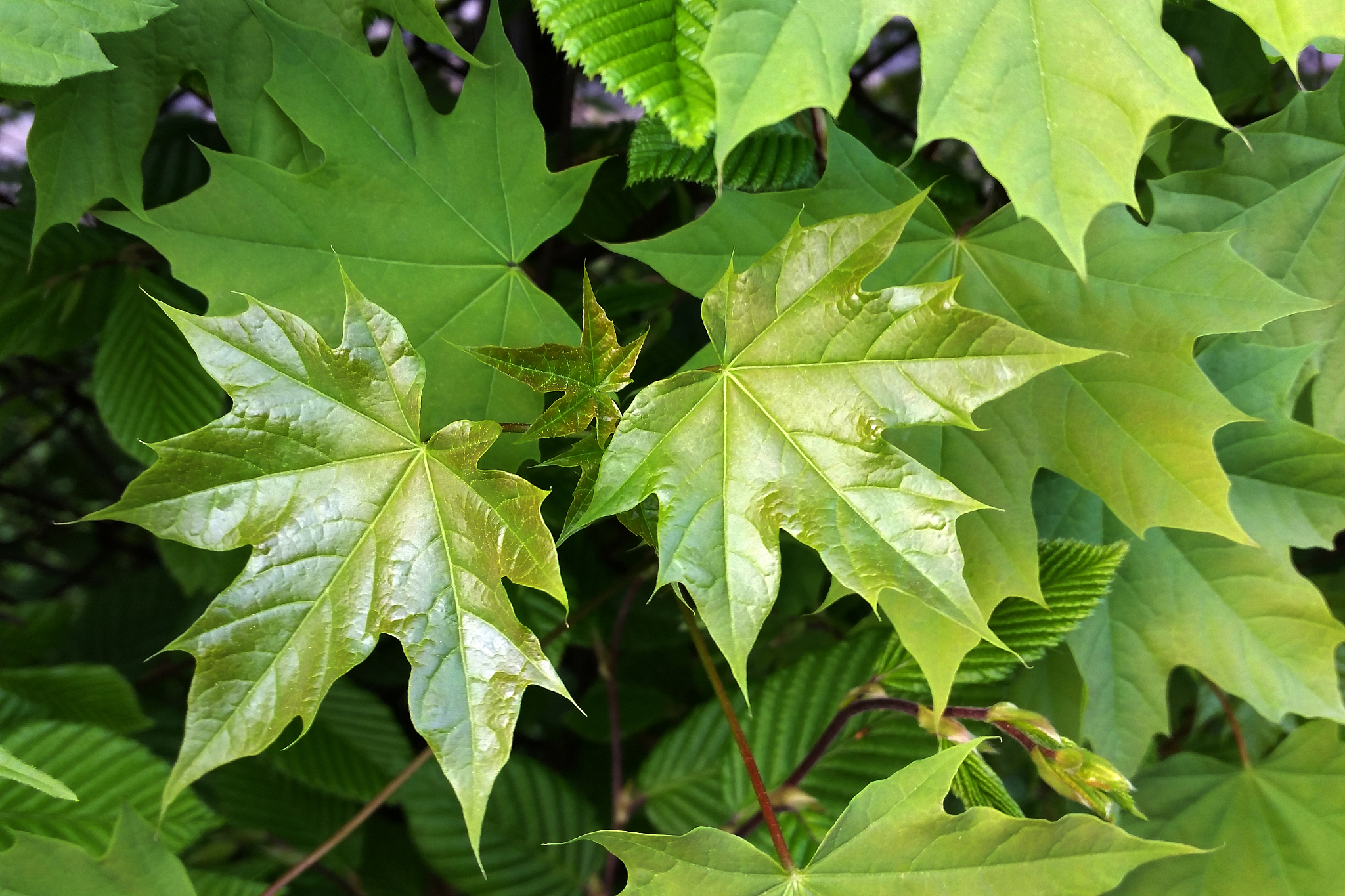 green of spring