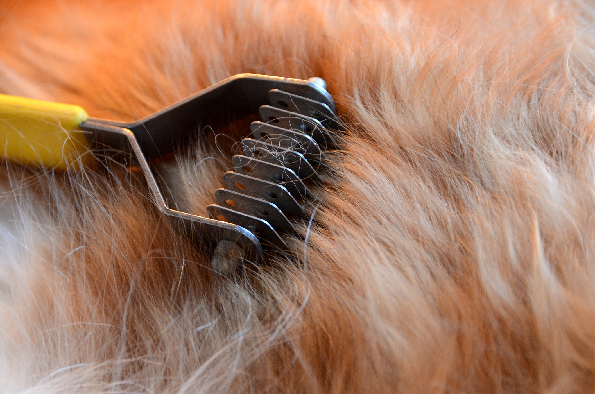 让你的毛孩子闪耀！太阳花宠物梳，毛发亮丽的秘密武器！