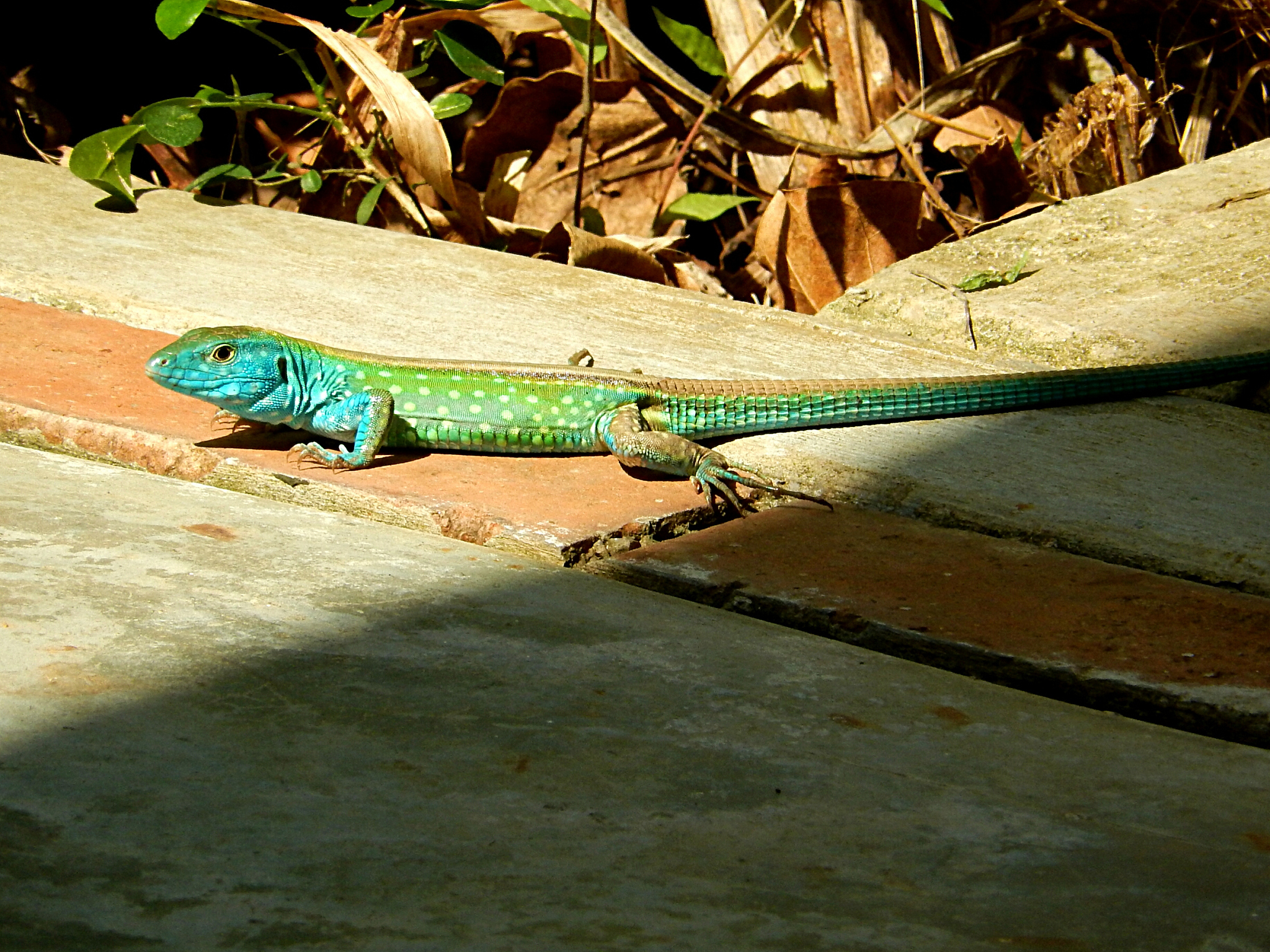 ECOLOGICAL MONOGRAPHS: 涵盖生态学研究的全面期刊