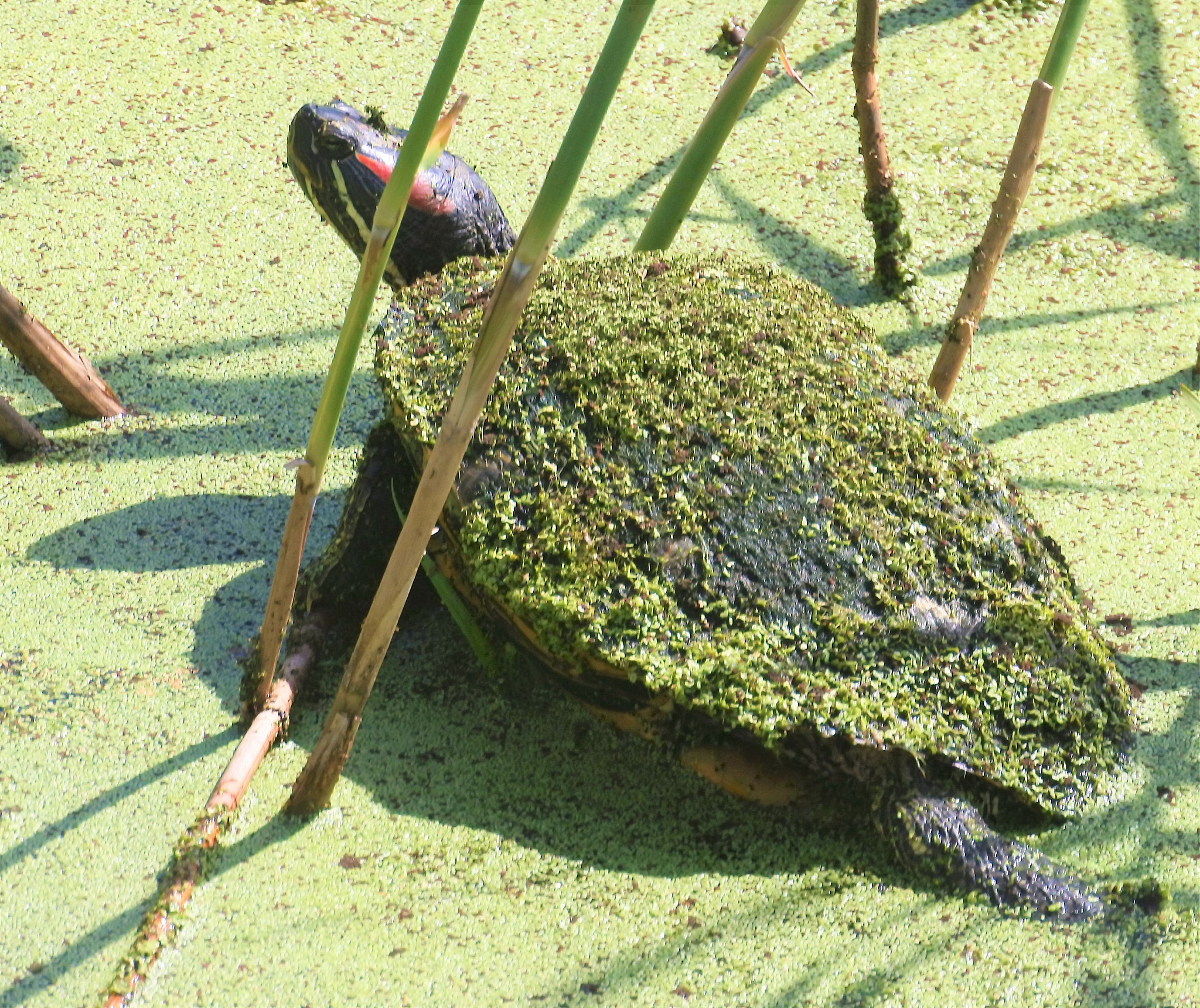 Animal 期刊：涵盖动物科学各个领域的国际期刊