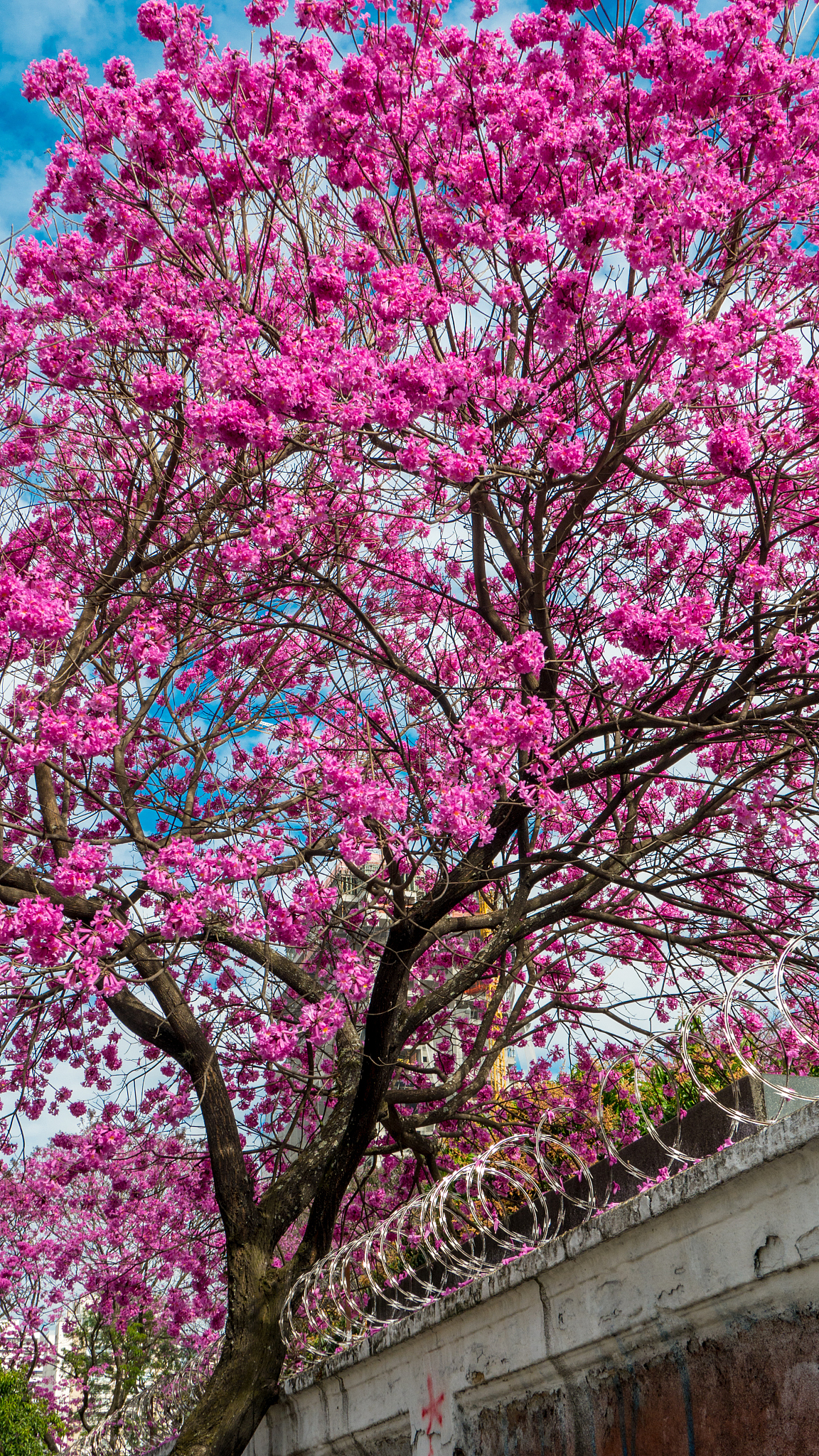 访问我手机的ip