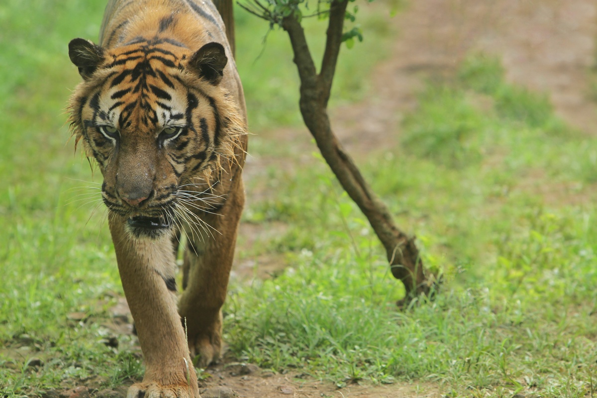 气宇轩昂打一动物是什么