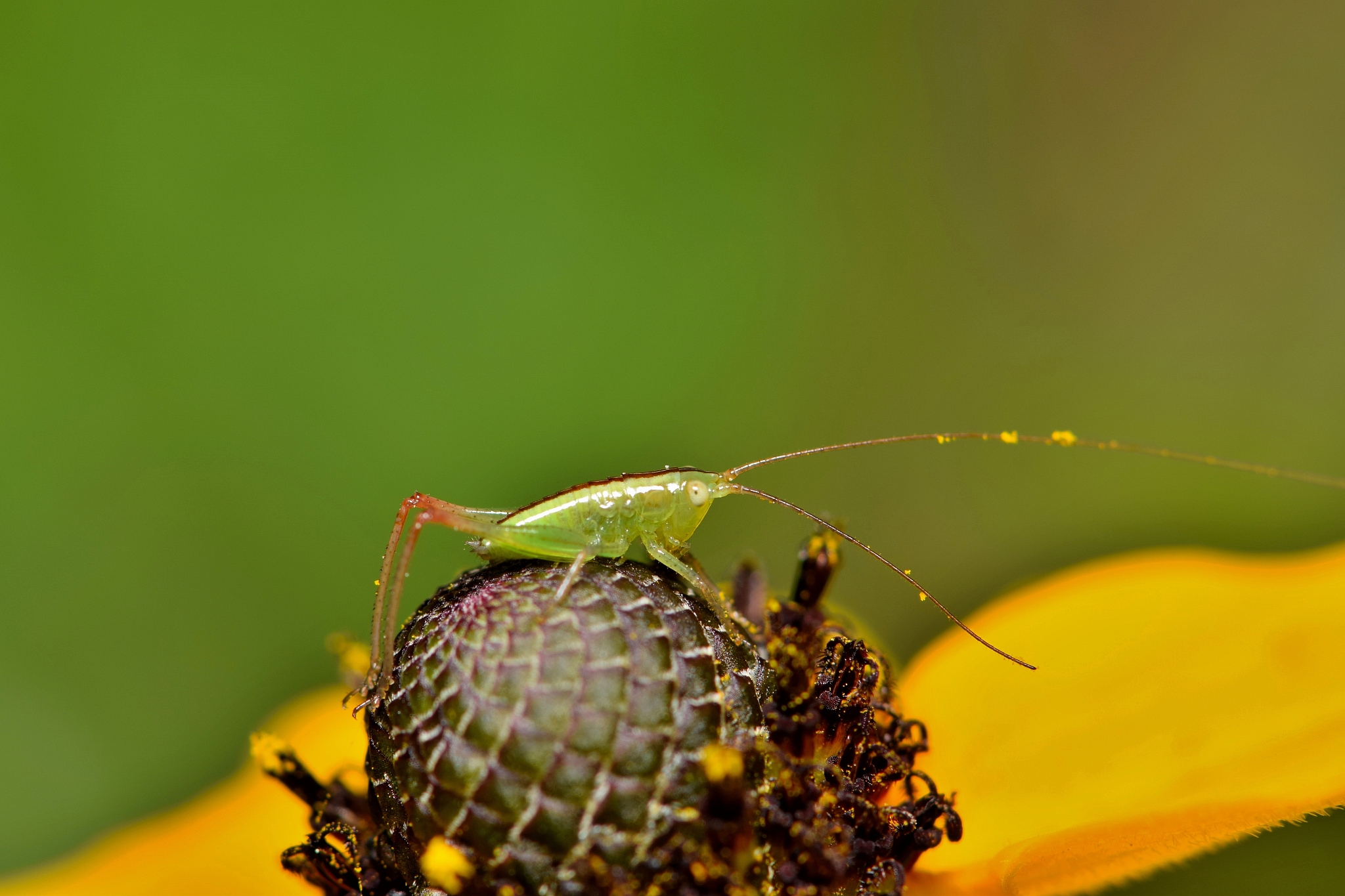 meadow katydid sitting on a coneflower.