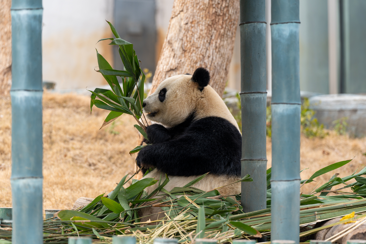 请写出一种动物的界门纲目科属种濒危等级最吸引我的特点及原因栖息地以及特点捕食策略天敌野外生存面临的威胁我能如何保护他们生殖和抚养后代