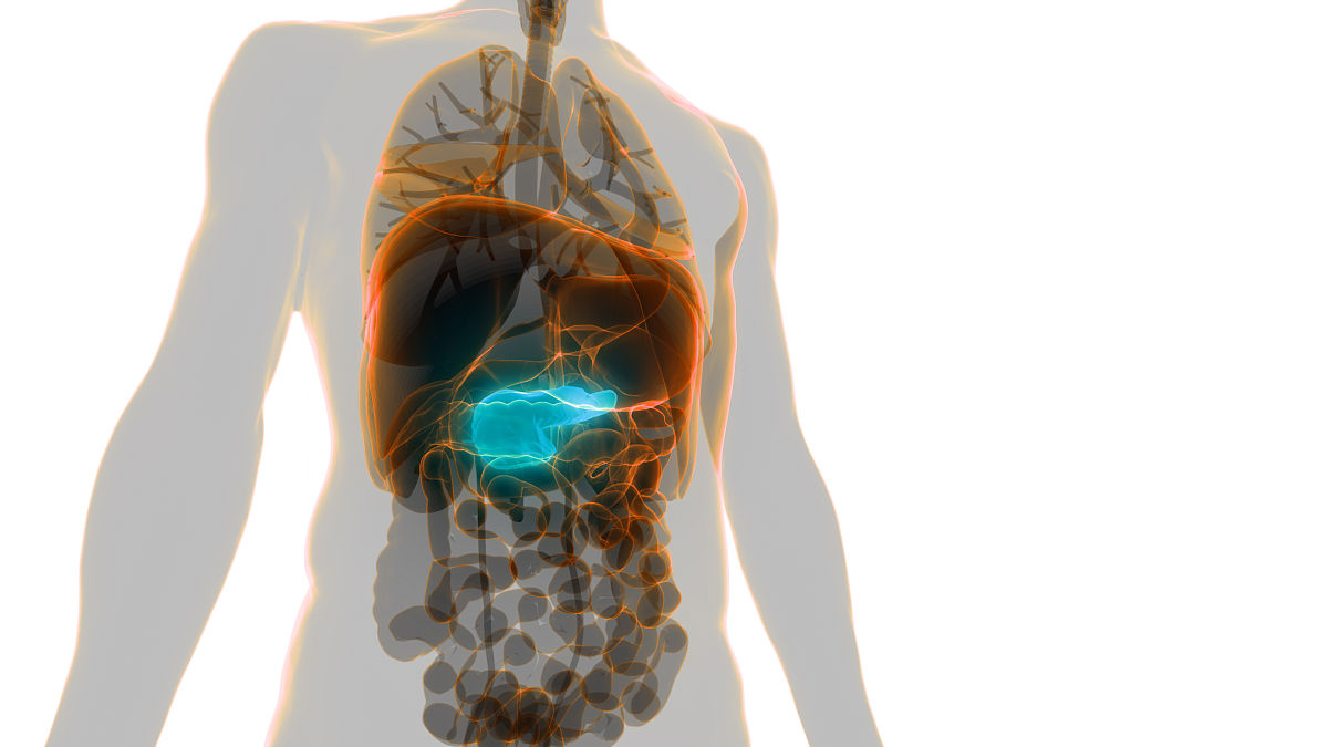 肝门静脉收集哪些器官静脉血？详细支路解析
