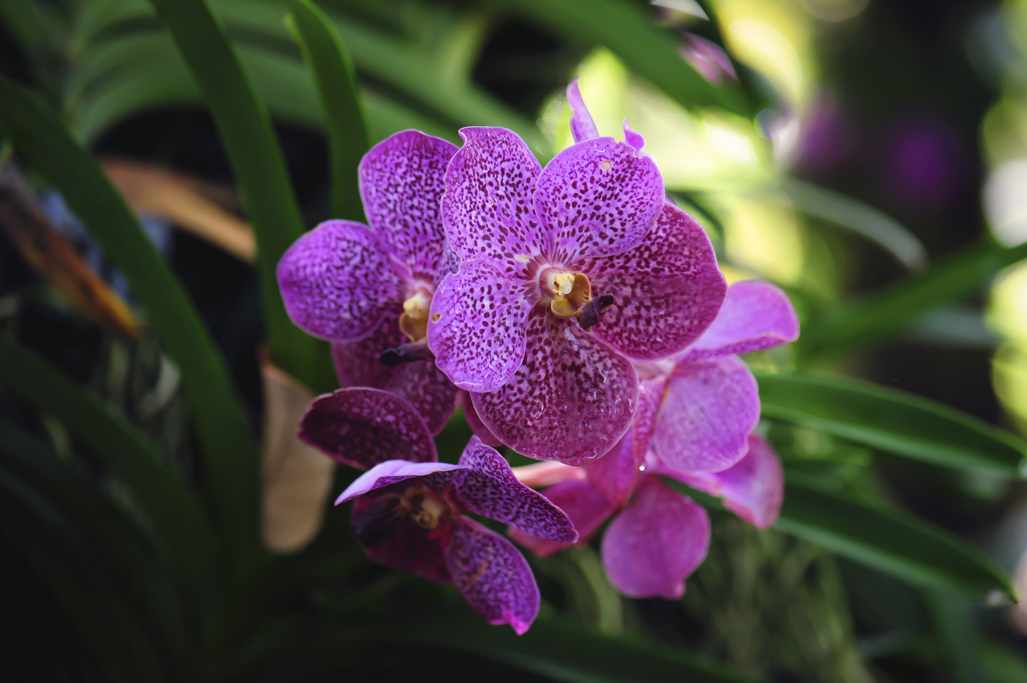 purple orchid flowers in nature