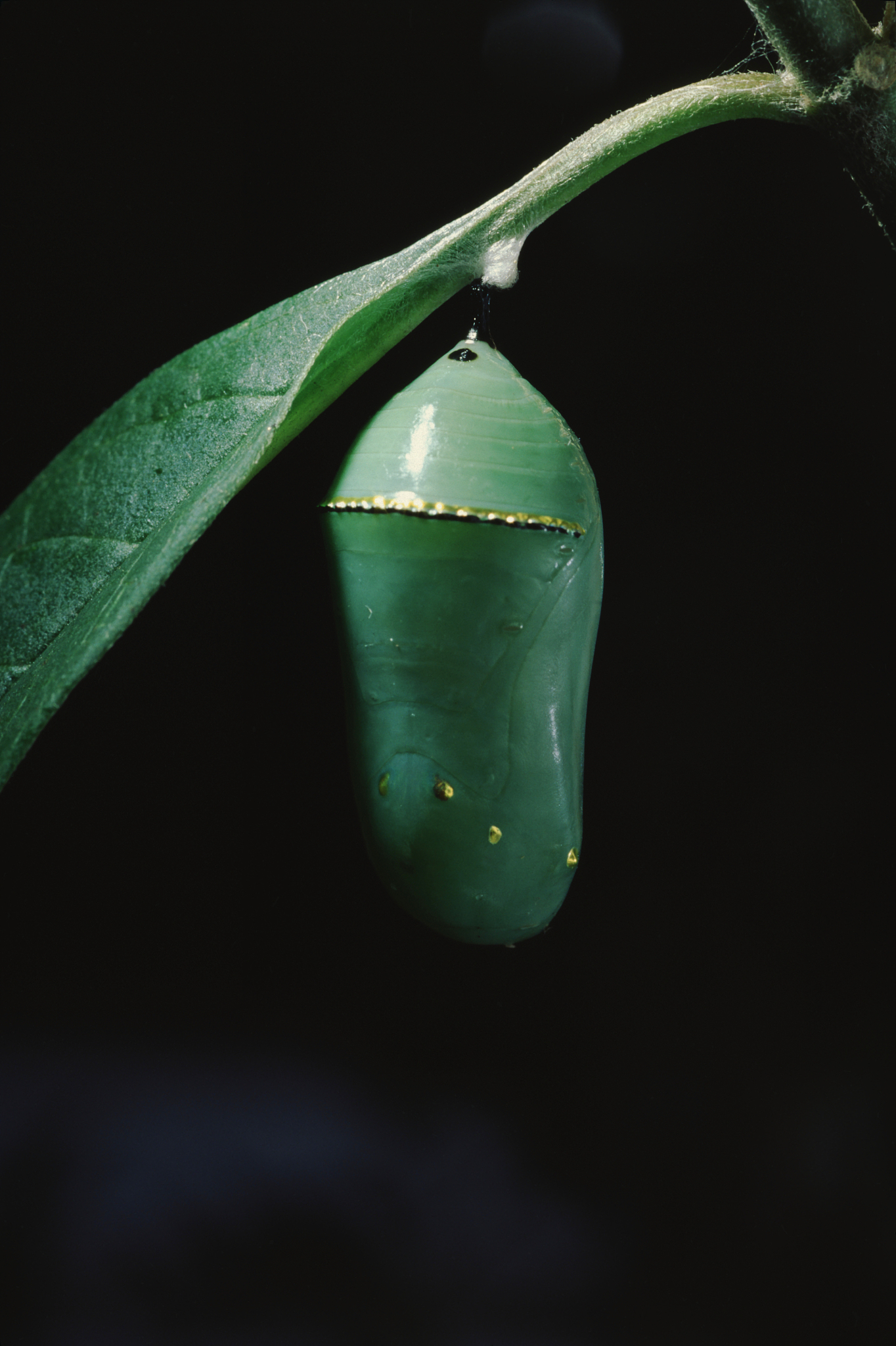monarch butterfly chrysalis (danaus plexippus)