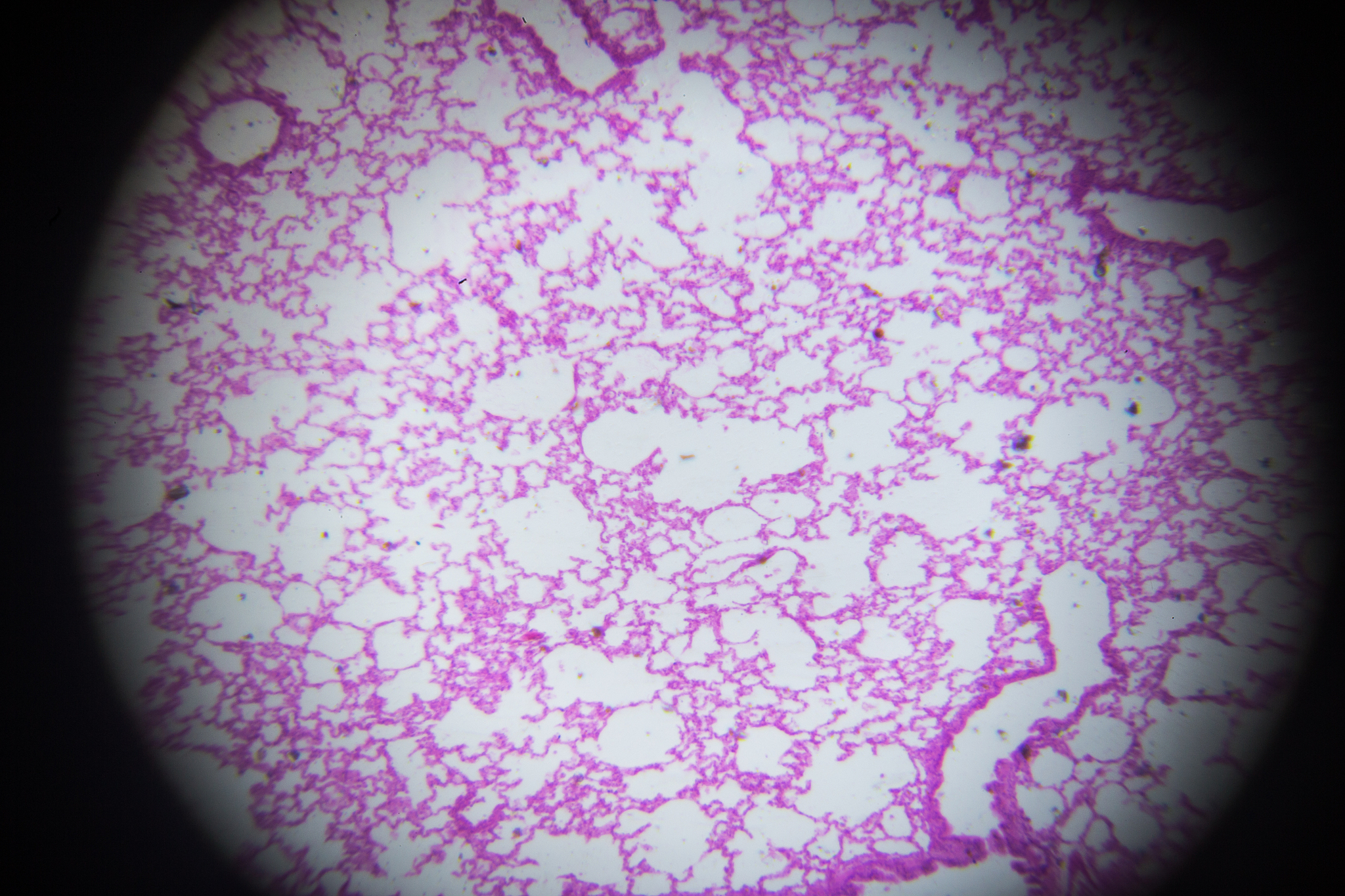 畜牧兽医专业主要学习哪些课程