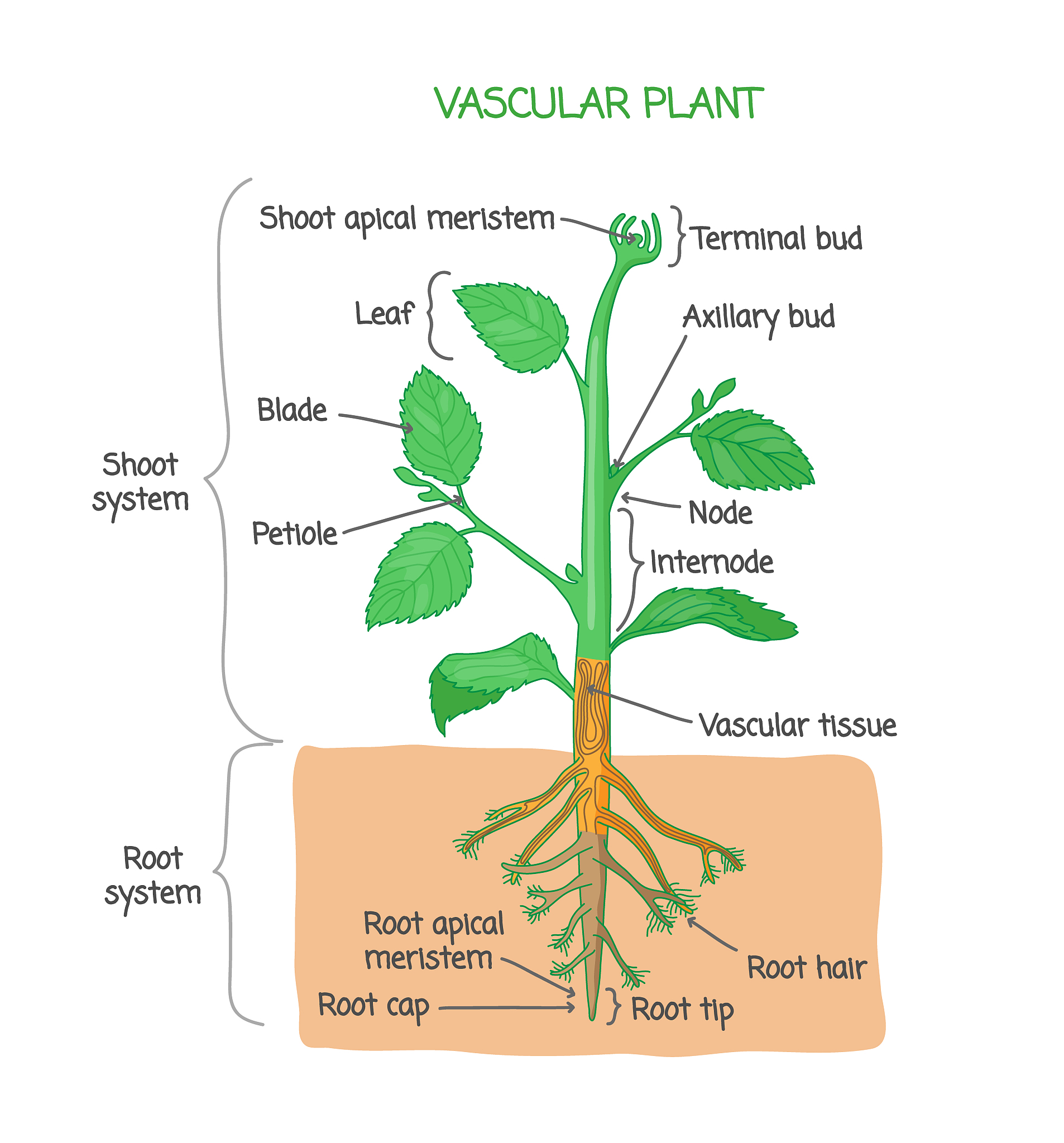 介绍一下spring的生命周期