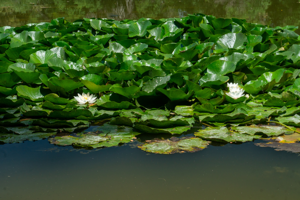 在池塘里用什么能生长生物啊