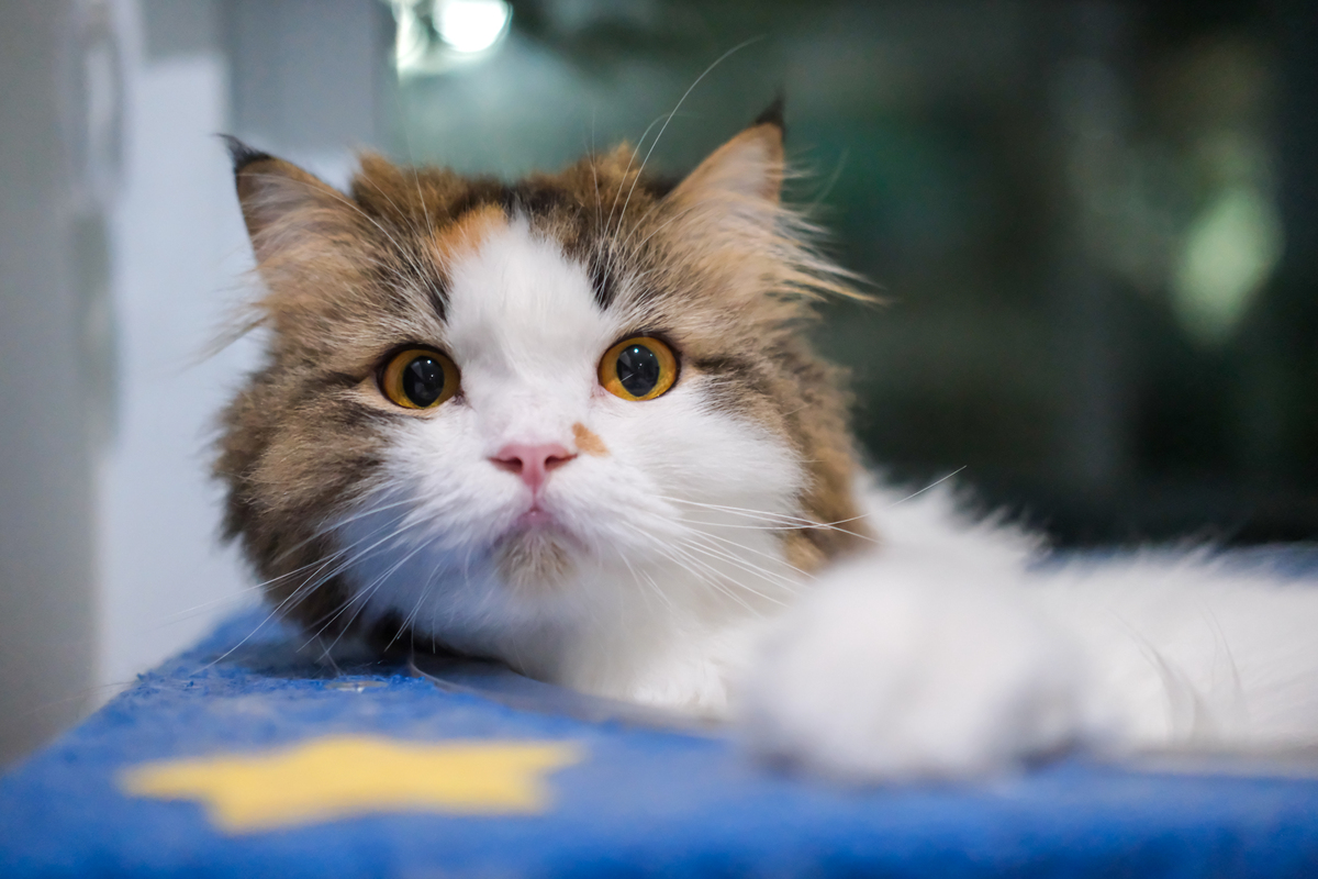 猫咪会说话！搞笑自言自语，抖音爆款文案
