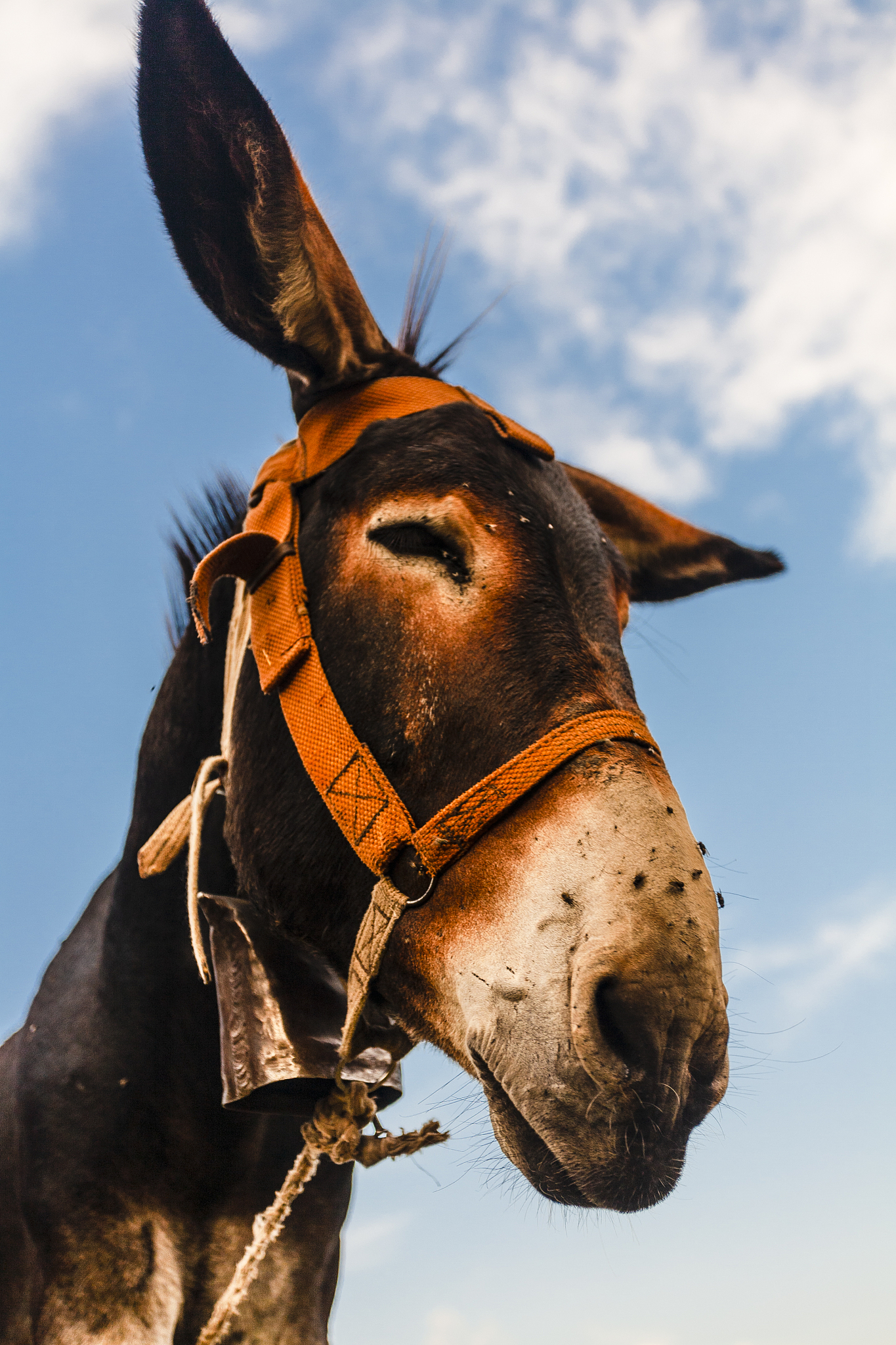 funny donkey