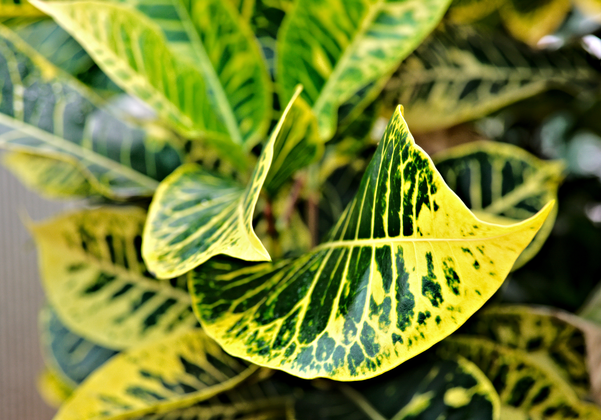 leaf croton plant